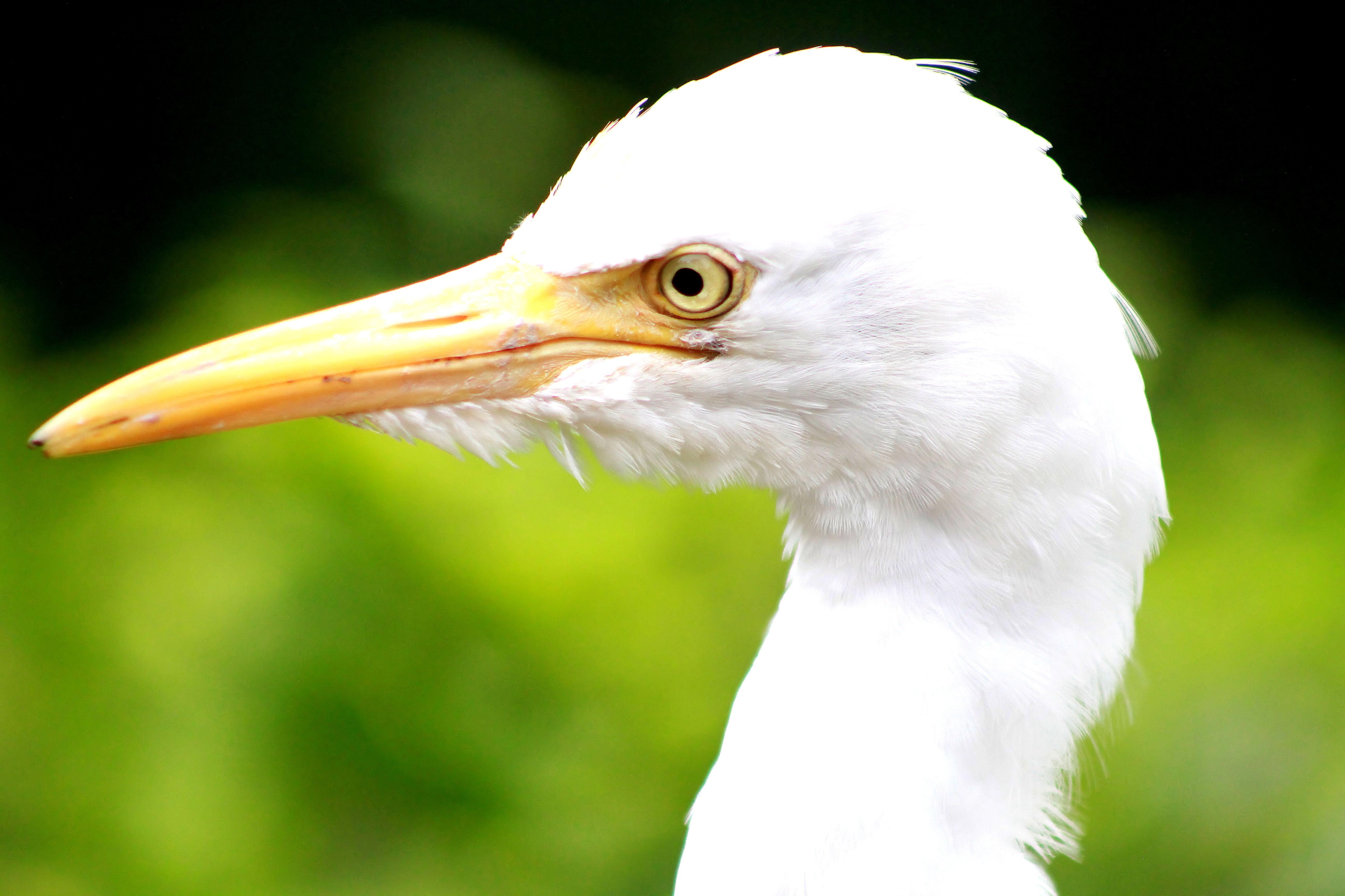 cenderawasih, bird  bird, white, stork, 5K, telephoto, heron, people, tasik, feather, fauna, Bird Park, kl, animal, macro, nature, son, hornbill, Visit, HD Wallpaper