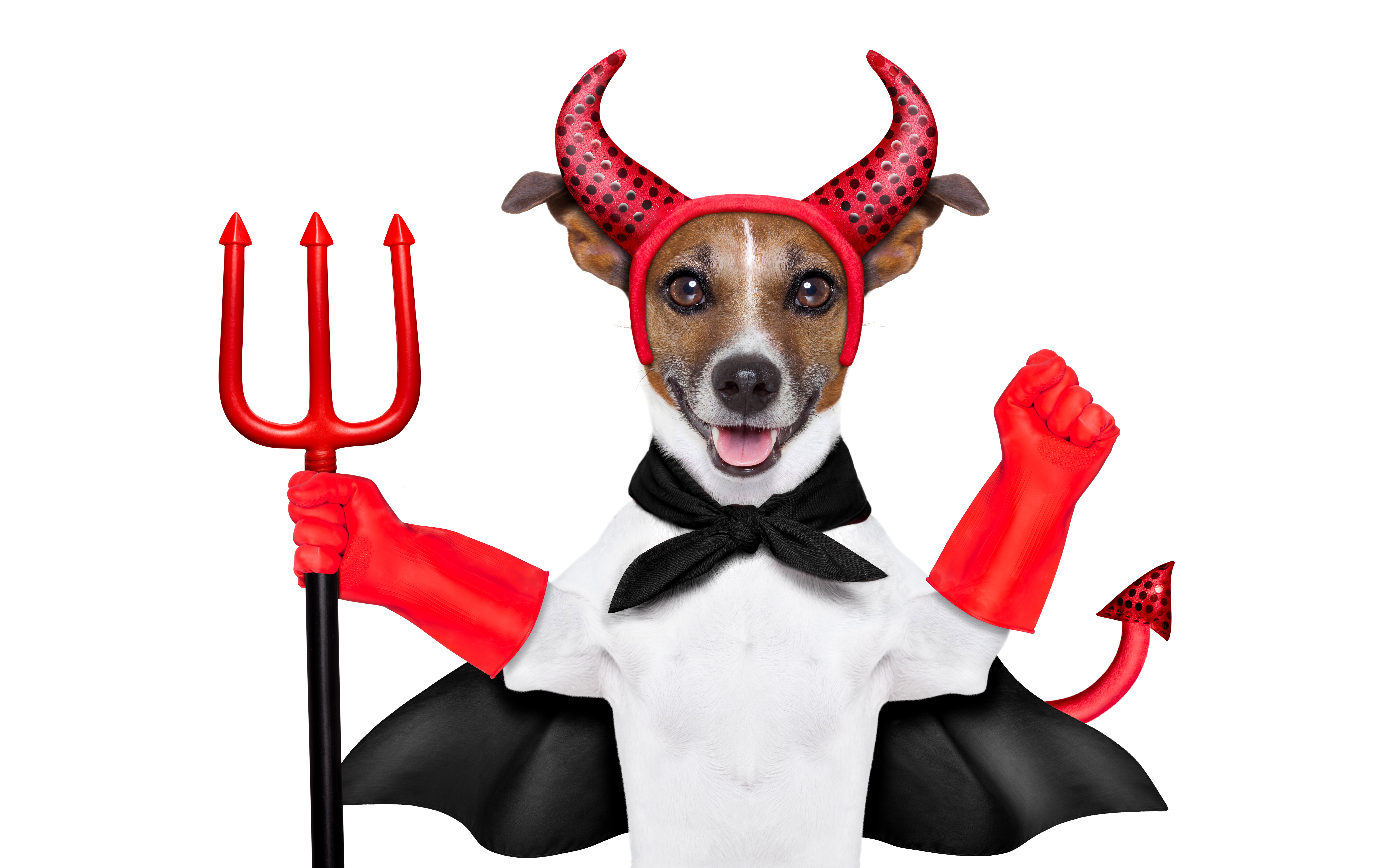 Trident, gloves, outfit, Jack Russell Terrier, 8K, the devil, red, horns, white background, Cape, tail, humor, HD Wallpaper