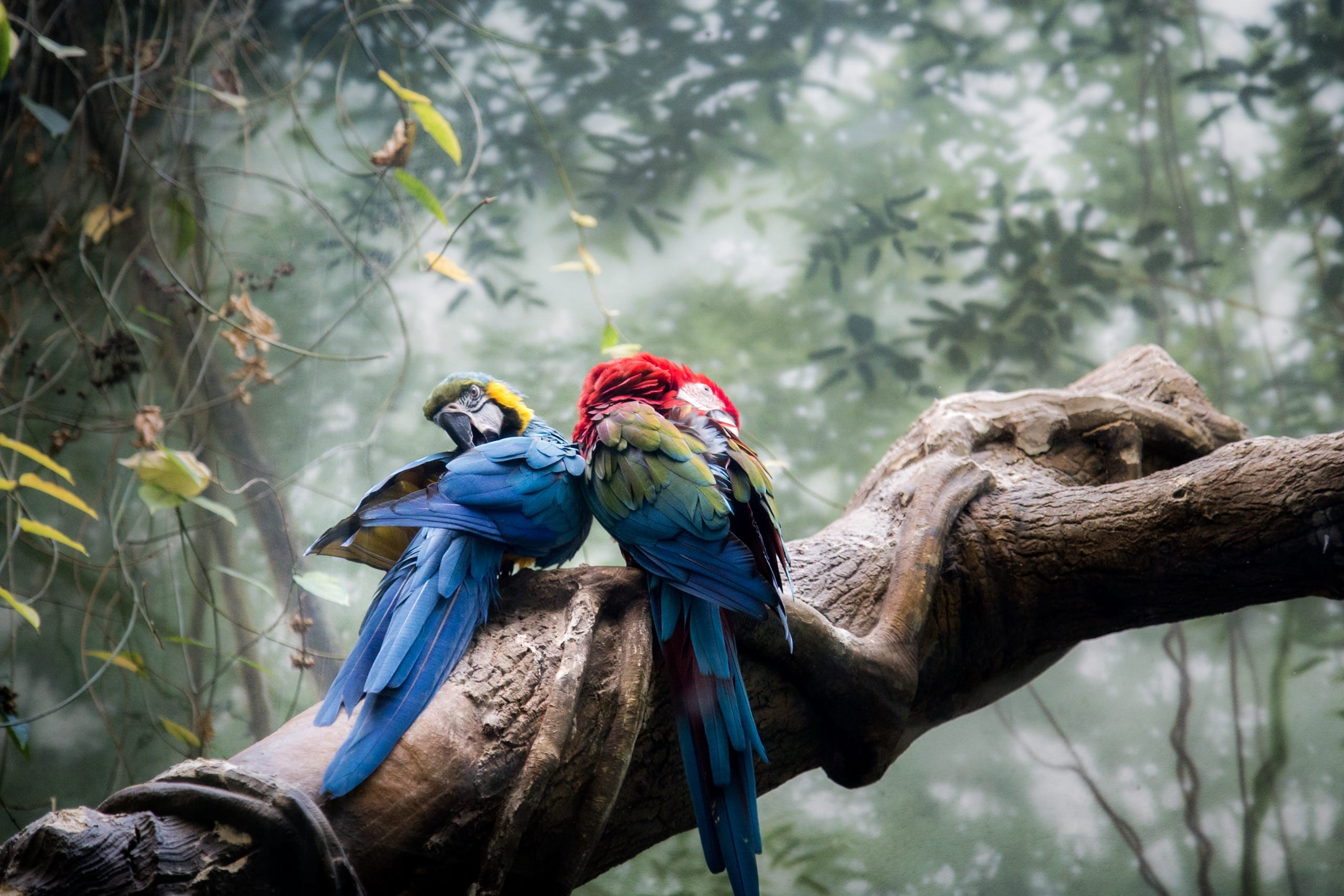 red, yellow, plants, beside, no people, vertebrate, parrot, gold and blue macaw, plant, animal, two animals, multicolored, group of animals, surround, tree, HD Wallpaper