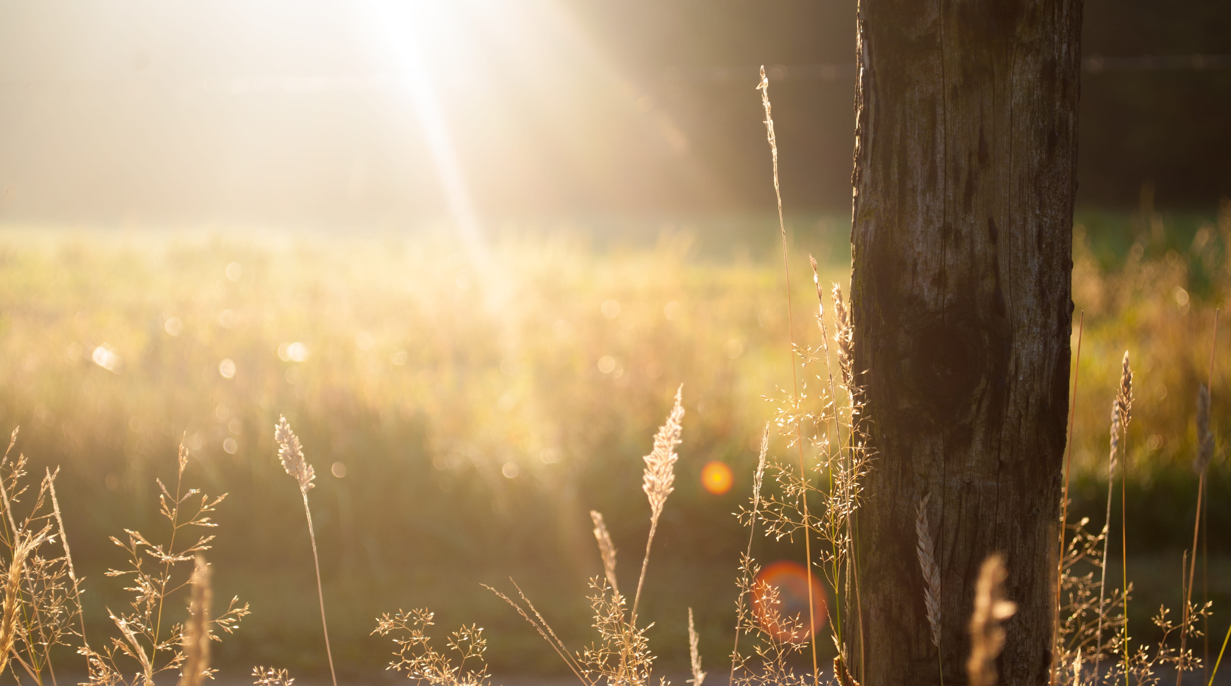 bark, ray, no people, field, nature, sunlight, morning, focus on foreground, light, ray of light, tree, lens flare, bright, buds, focus, sky, brightly lit, HD Wallpaper