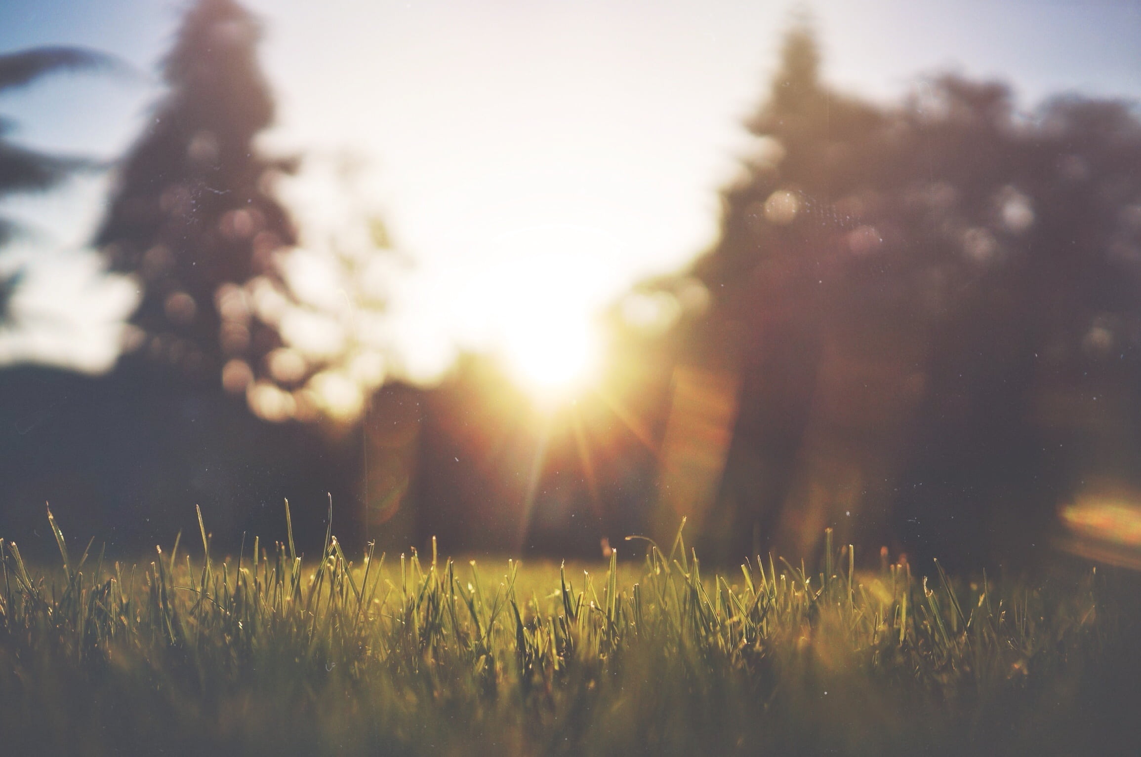 beauty, sunrays, selective focus, tranquil scene, outdoor, no people, garden, land, 1080P, day, sunlight, sunshine, selective, season, flora, nature, spring, HD Wallpaper