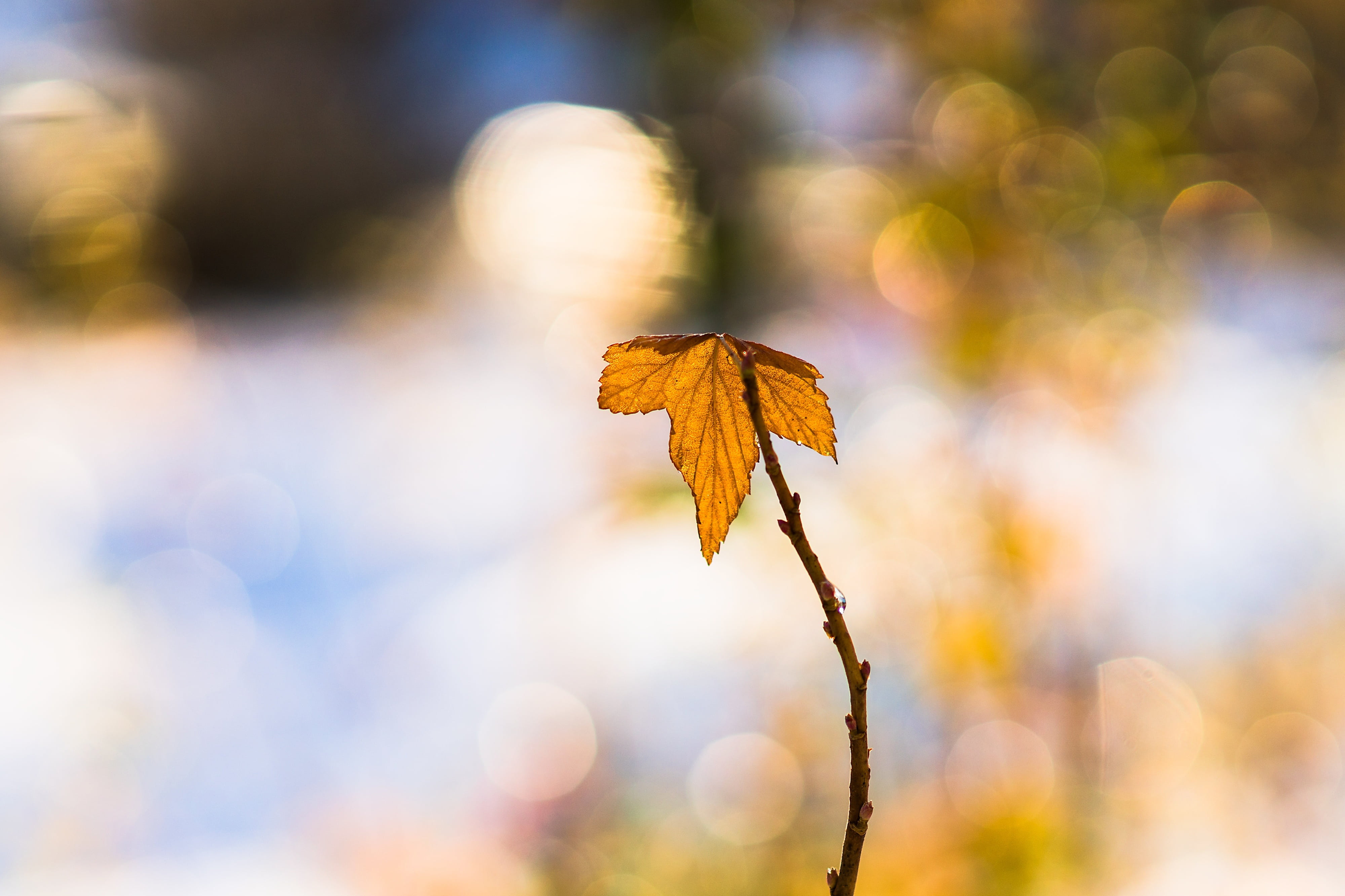 organic, brown, unsupported, natural condition, flowering plant, yellow, sunlight, sad, nature, autumn, colors, waiting, 4K, growth, sun, selective focus, HD Wallpaper