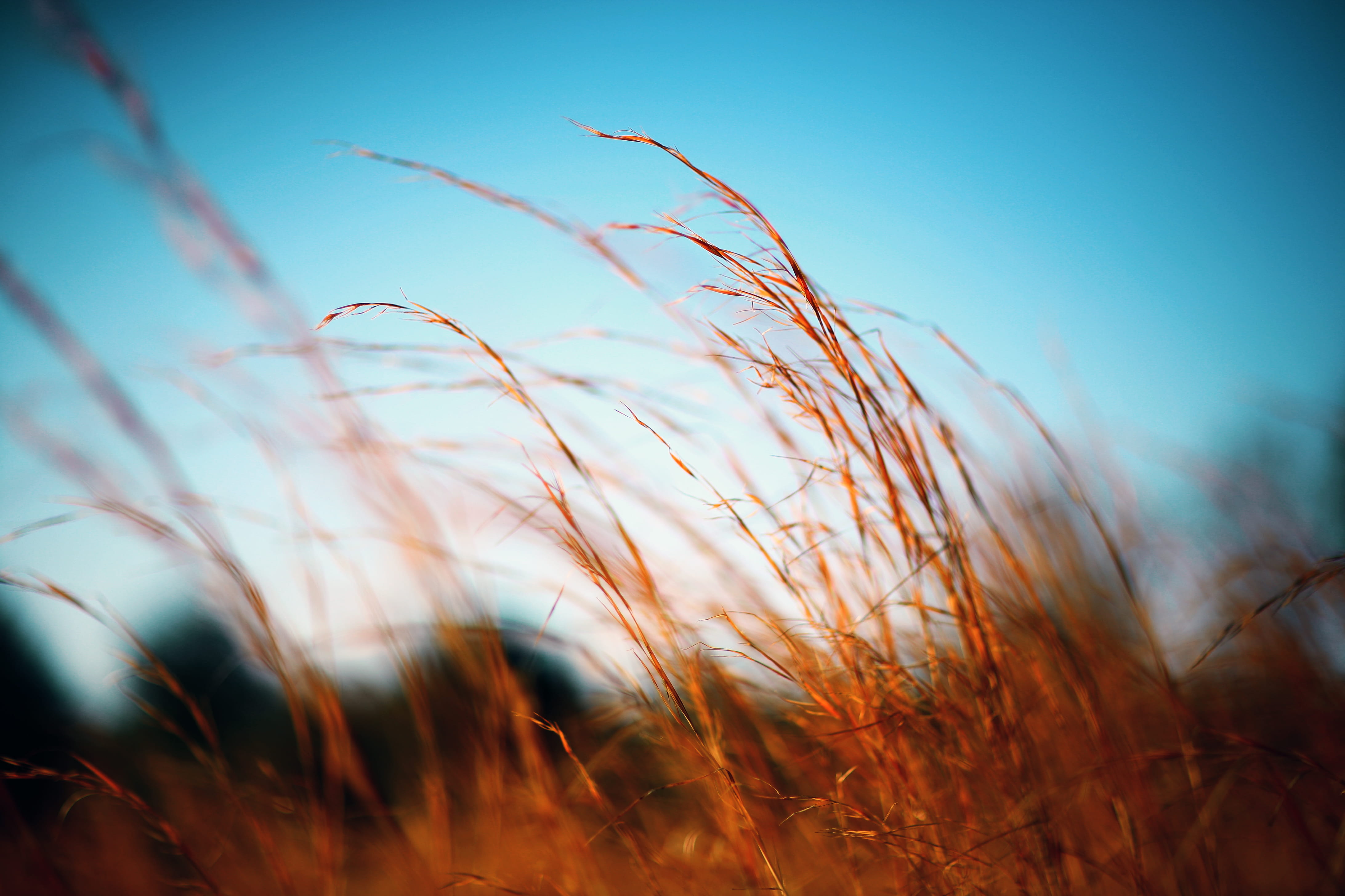 brown, day, grass, sky, wheat, grasses, photography, focus, agriculture, plant, summer, timothy grass, selective, photo, cereal plant, sun, wheath, field, HD Wallpaper
