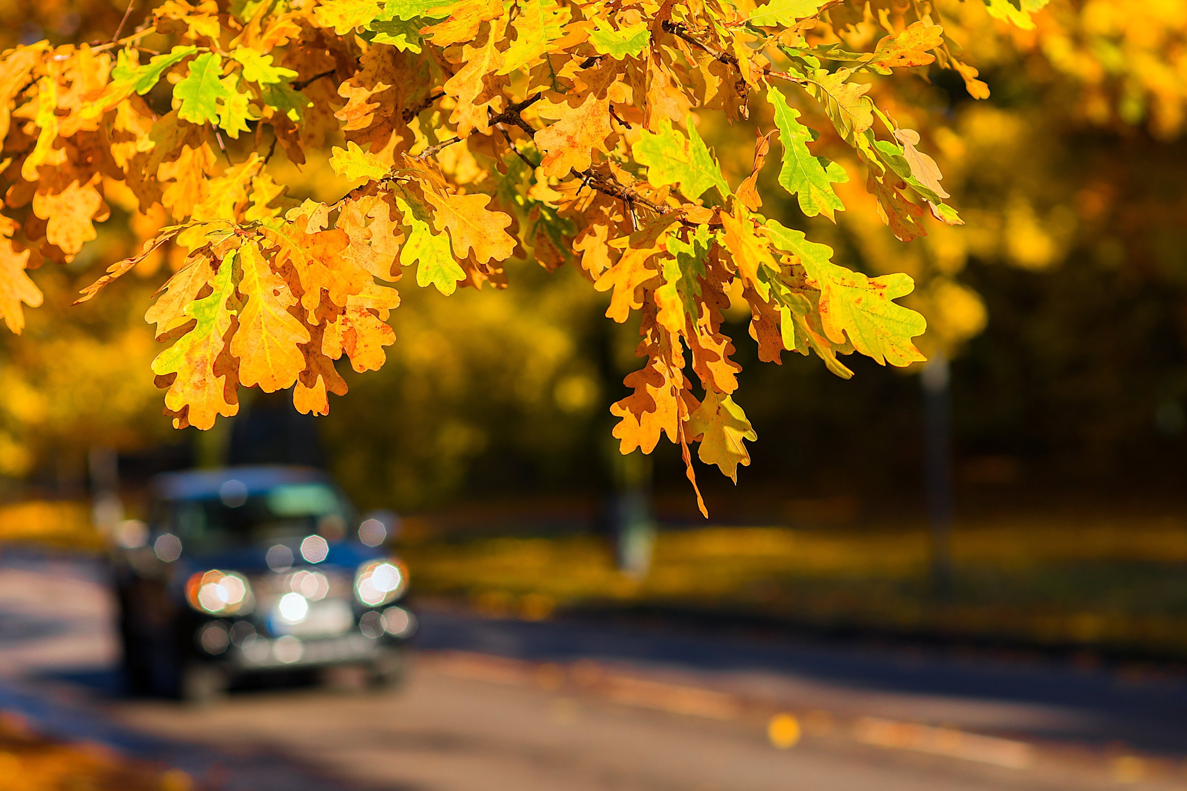 season, car, autumn, journey, focus on foreground, day, city, yellow, autumn collection, asphalt, sunny, sun, fall, change, leafed, morning, colorful, shallow, HD Wallpaper