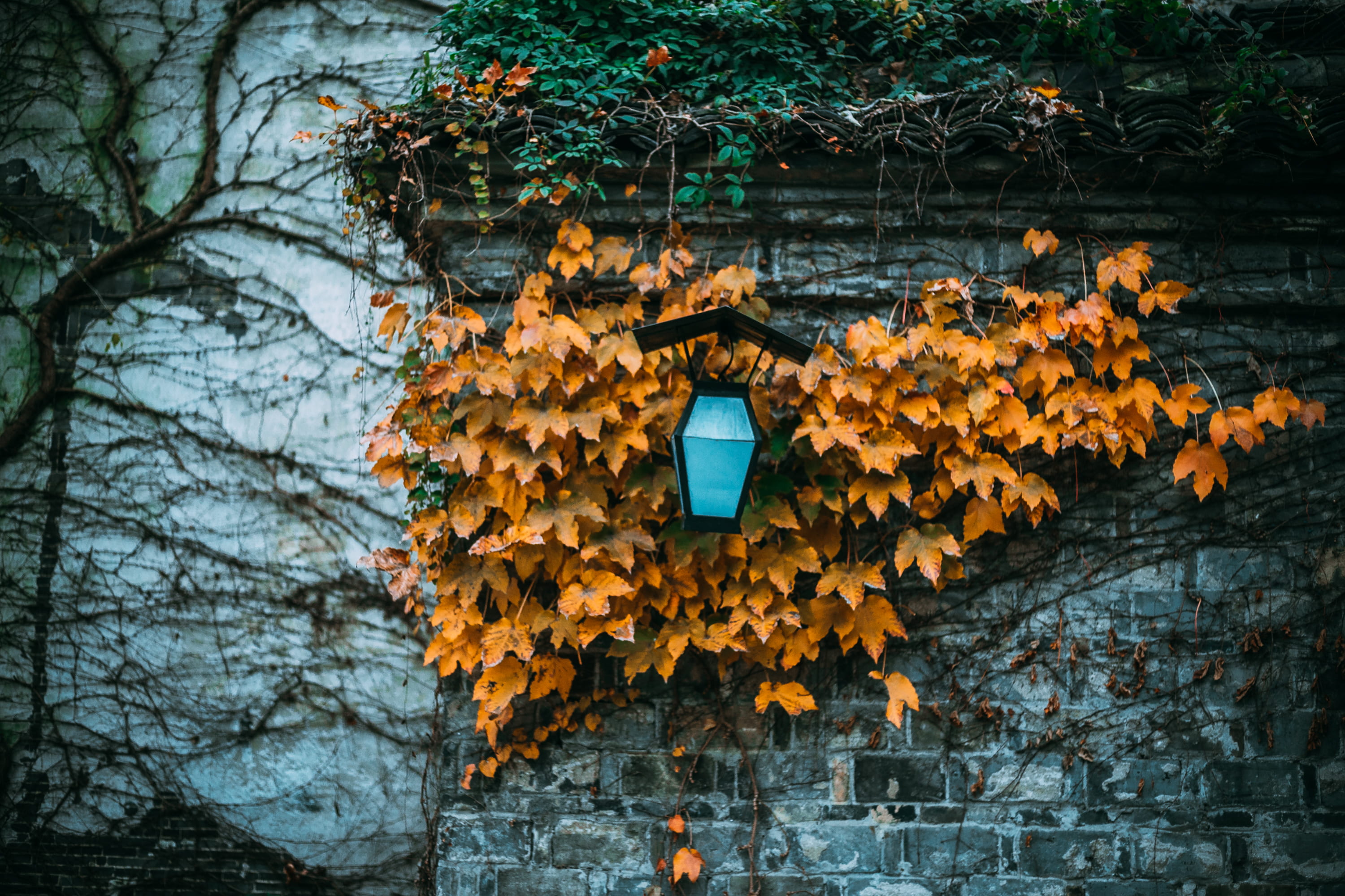 growth, plant, maple, day, blue, outdoors, selective, orange color, tree, black, shallow, sign, photography, change, lighting equipment, yellow, ivy, autumn, HD Wallpaper