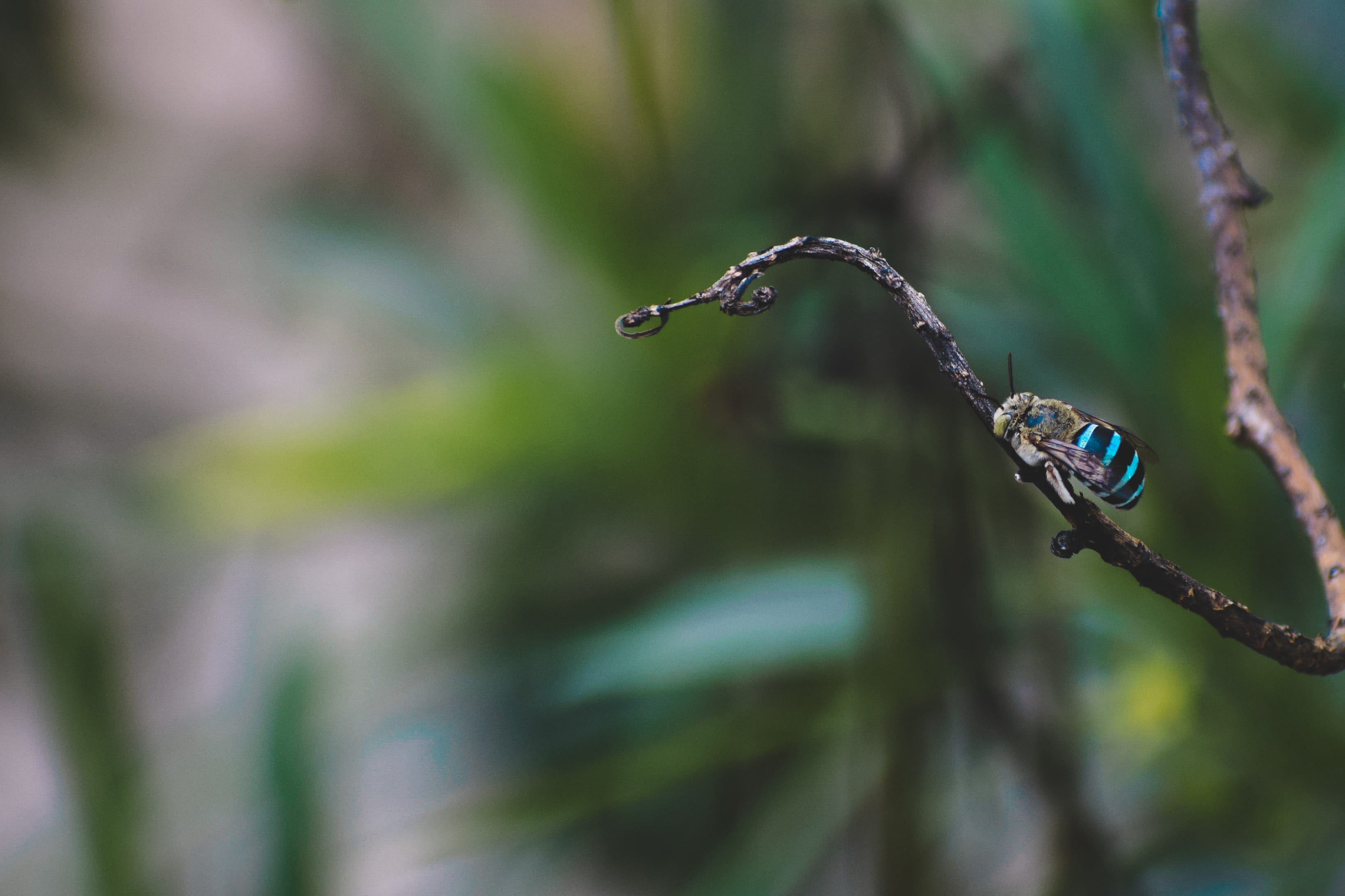 animal themes, day, one animal, plant, bug, insect, bird, focus on foreground, nature, water, photography, animal wildlife, shallow, vertebrate, close-up, HD Wallpaper