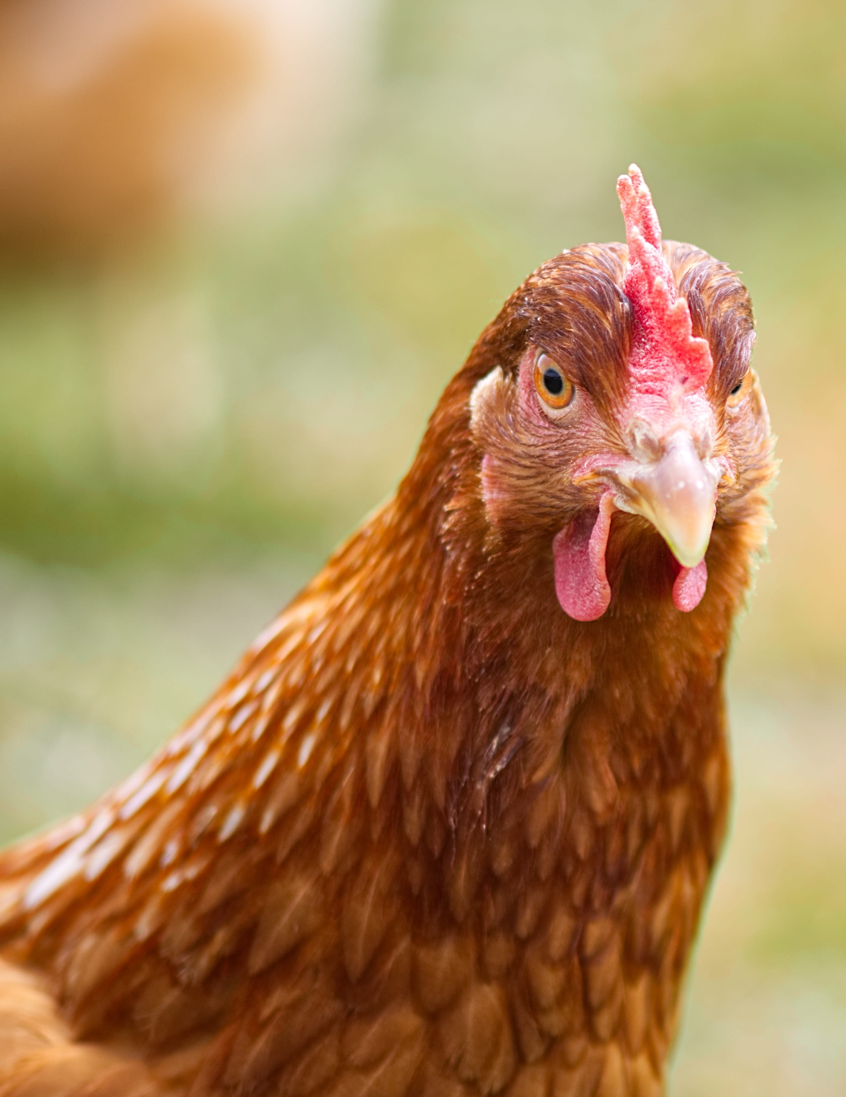 chicken, domestic, feather, male animal, mammal, animal, close up, female animal, domestic animals, animal eye, hen, focus on foreground, head, vertebrate, Phone HD Wallpaper