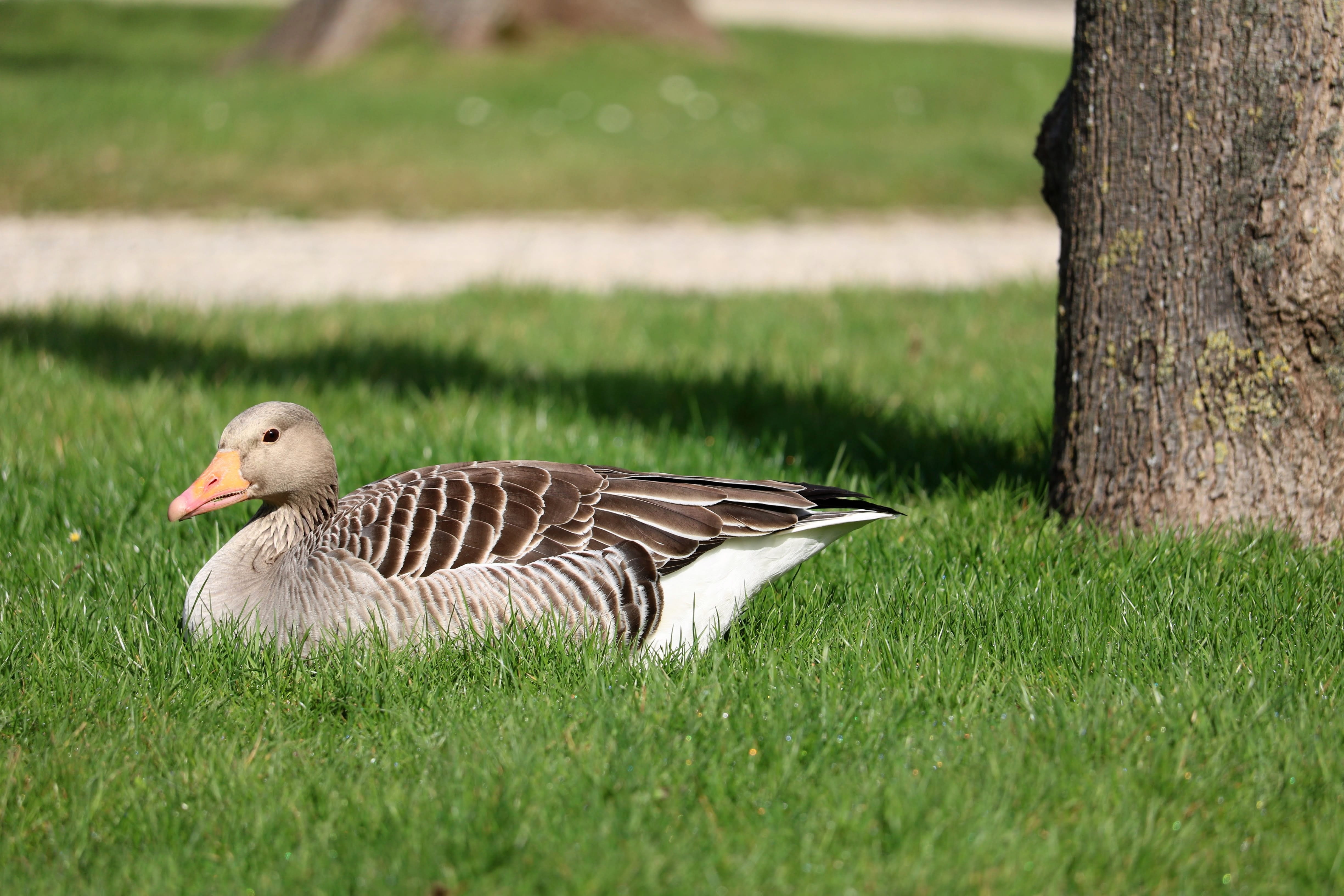 summer, dormant, vertebrate, gosling, bird water, grass, goose meadow, close up, geese, riverside, park, aquatic animals, animal wildlife, nature, bird, HD Wallpaper