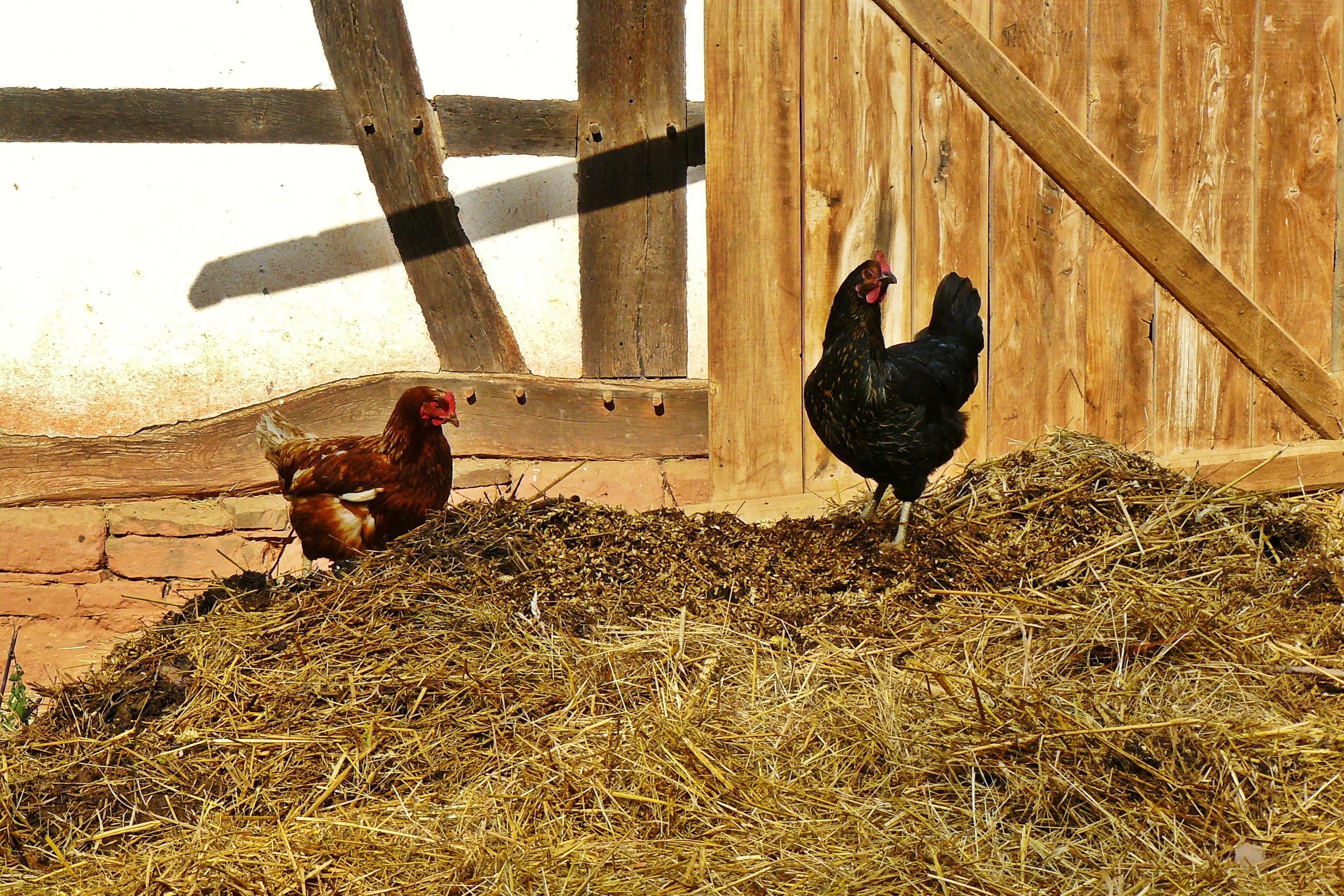 domestic, village life, stall, hay, outdoor, outdoors, country life, bird, domestic animals, red, animal family, group of animals, chickens, livestock, HD Wallpaper