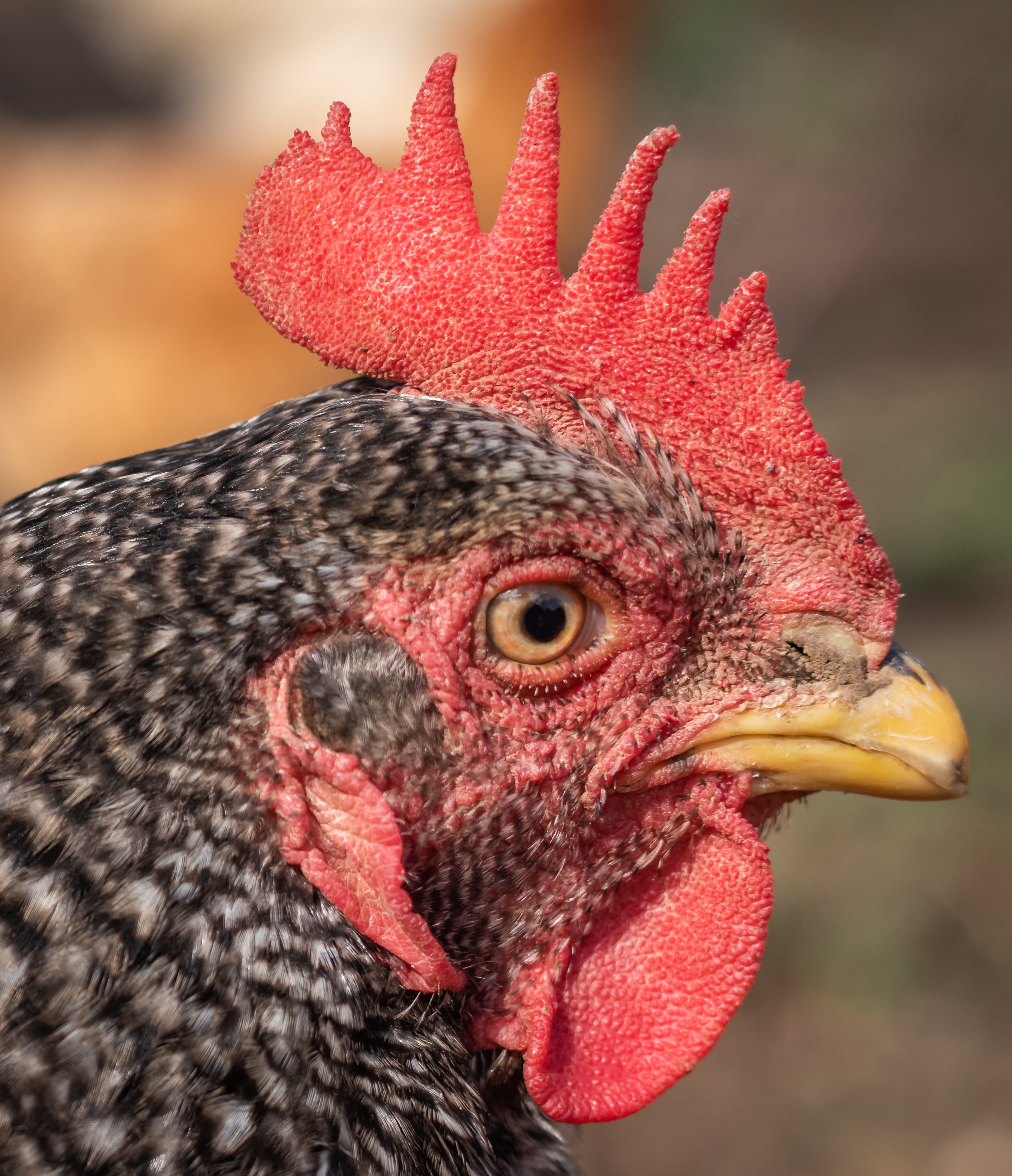 domestic, head, domestic animals, animal head, red, male animal, animal themes, farm, bird, no people, day, focus on foreground, eye, beak, livestock, close up, Phone HD Wallpaper
