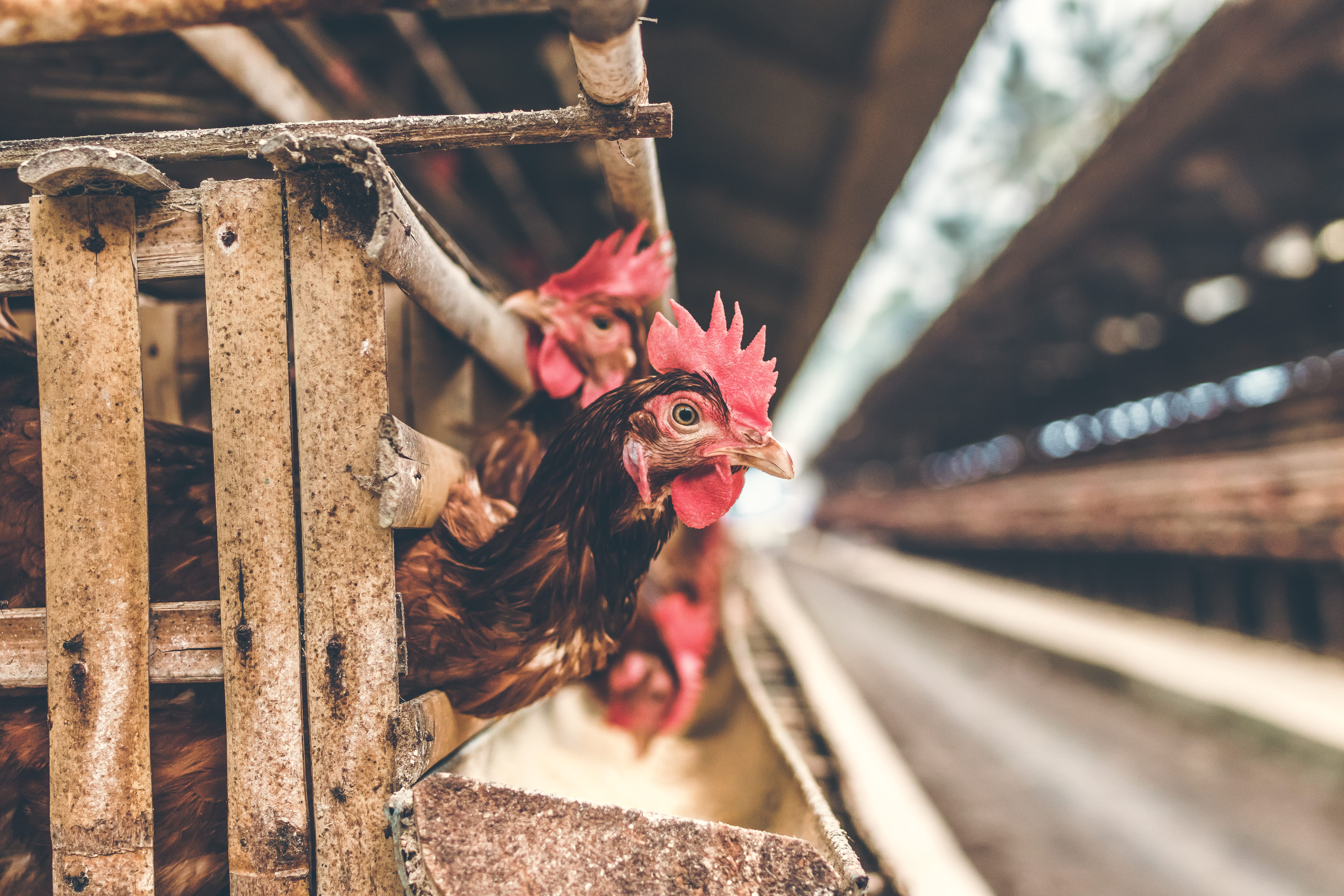 building, farming, male animal, domestic animals, focus on foreground, selective, portrait, 5K, mammal, chicken - bird, outdoors, feathers, chickens, agriculture, HD Wallpaper