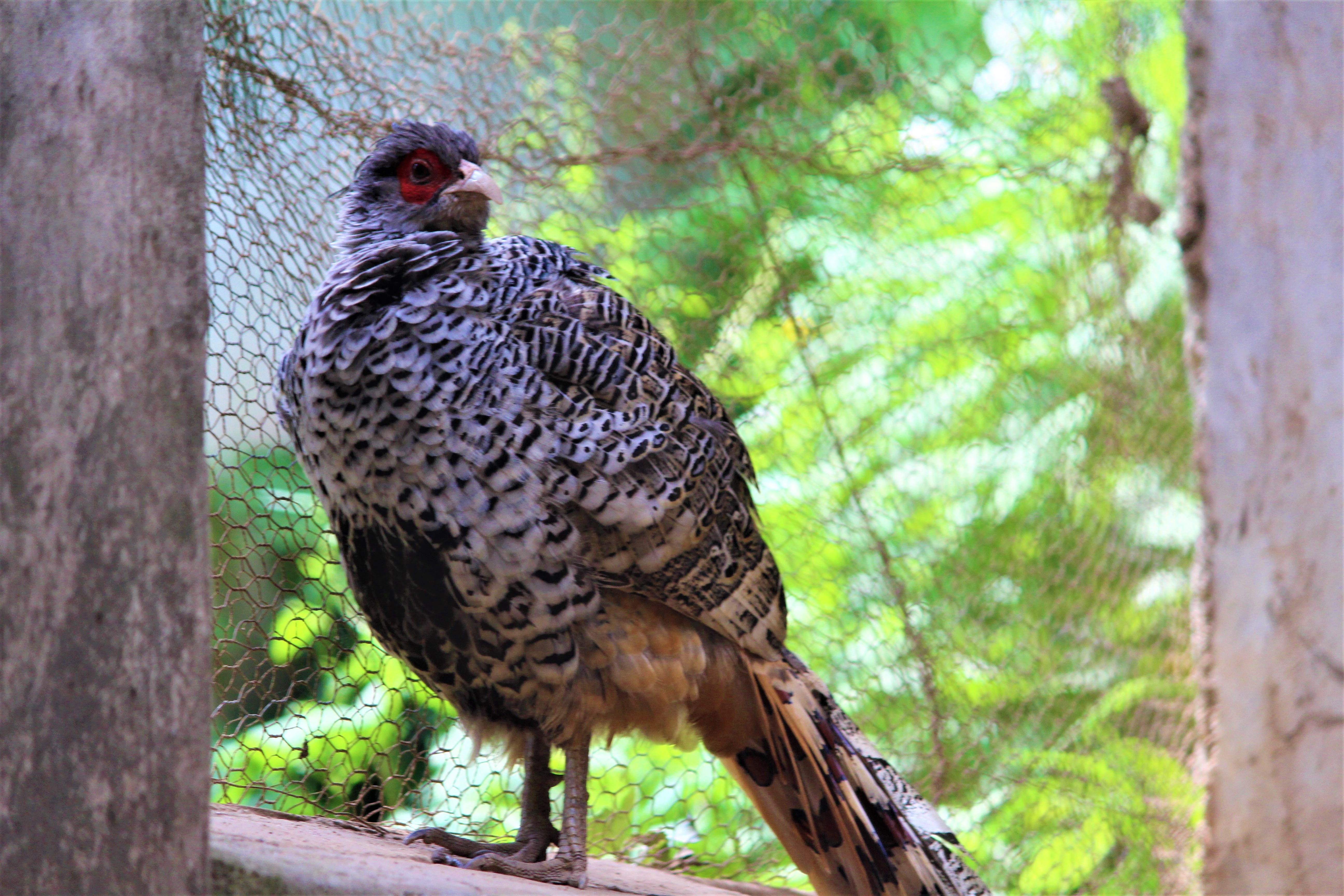 colorful, funny, outdoors, fowl, blue, side, domestic, head, animals in the wild, asia, fauna, no people, color, pheasant, white, beak, trunk, ecology, HD Wallpaper