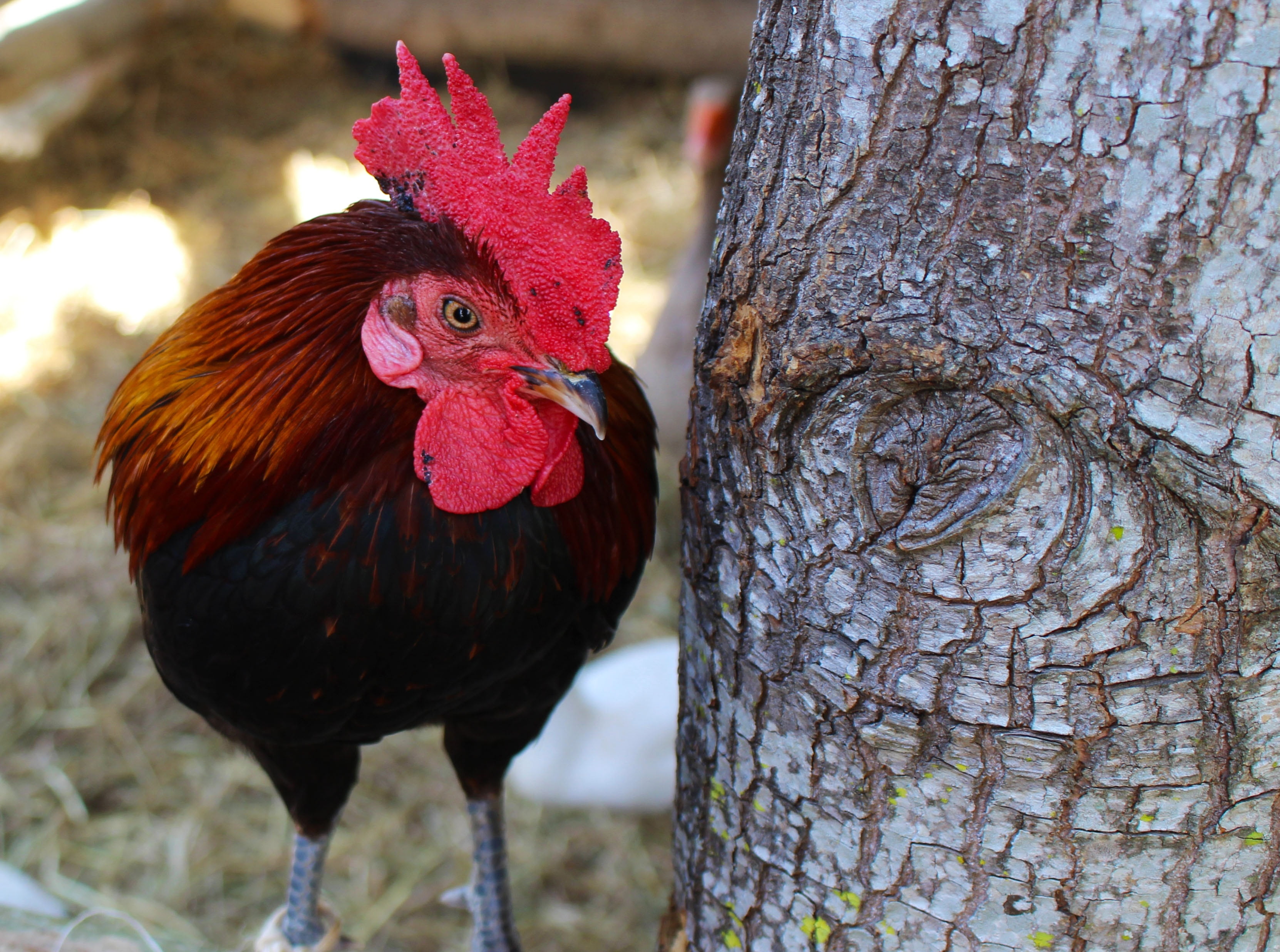 photography, hen, standing, 2K, bird, trunk, natural, animal themes, rooster, outdoors, poultry, chicken - bird, plumage, black, day, beak, close-up, brown, HD Wallpaper
