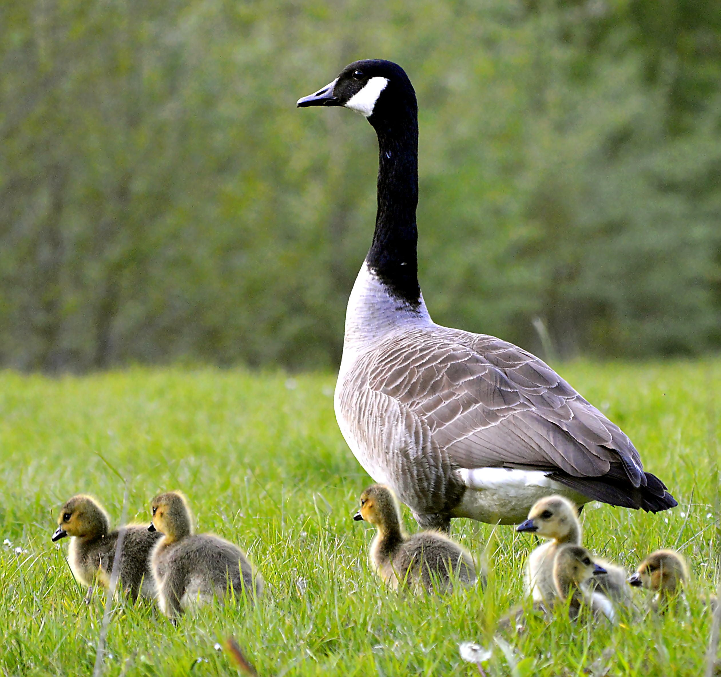 1080P, plant, bird, feather, plumage, goose beak, animal world, gosling, no people, duck, meadow, poultry, gray, black, animal themes, day, creature, group of animals, HD Wallpaper