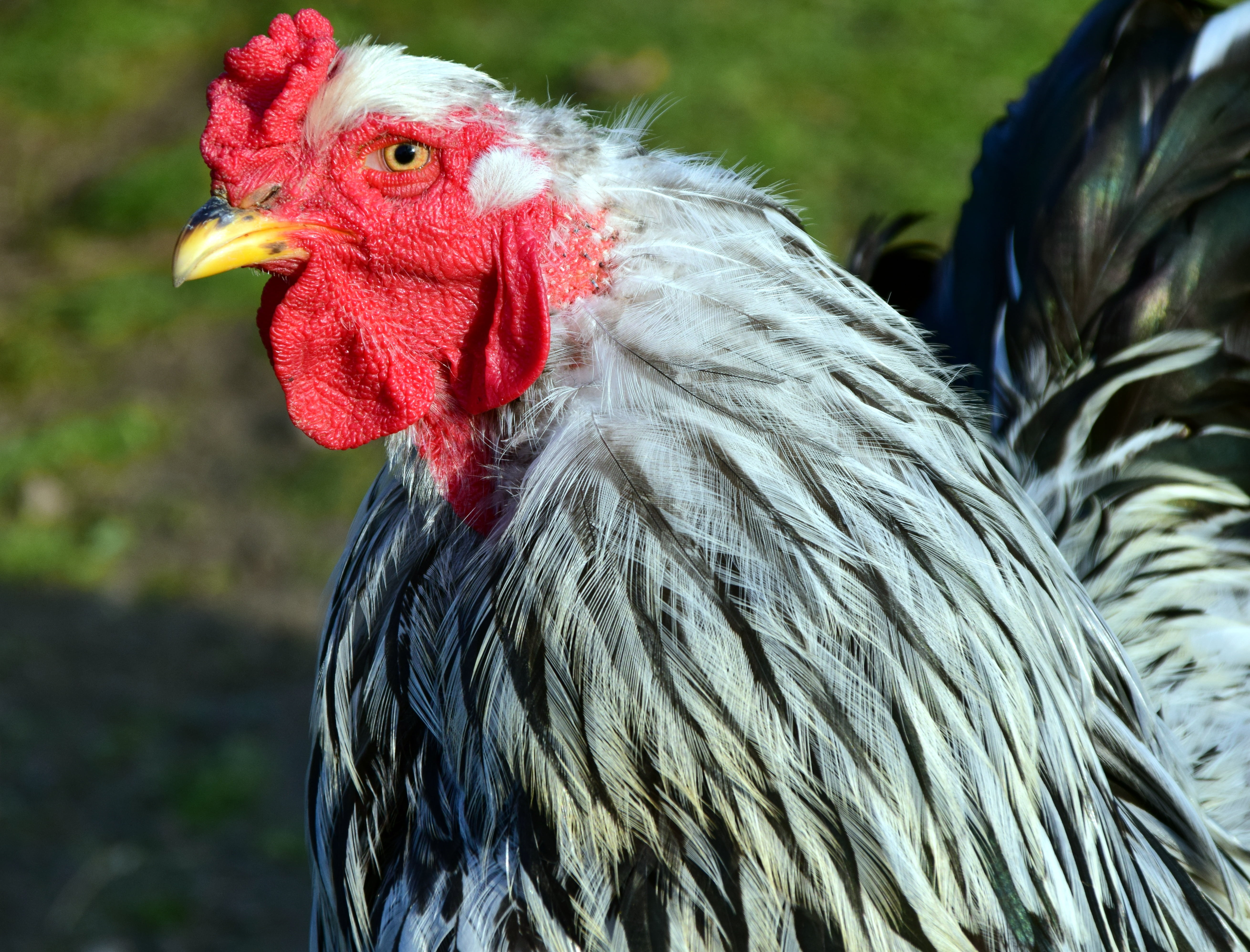 cockscomb, beak, gockel, plumage, close, domestic, cockerel, bill, animal, chicken - bird, animal head, male animal, day, mammal, portrait, domestic animals, HD Wallpaper