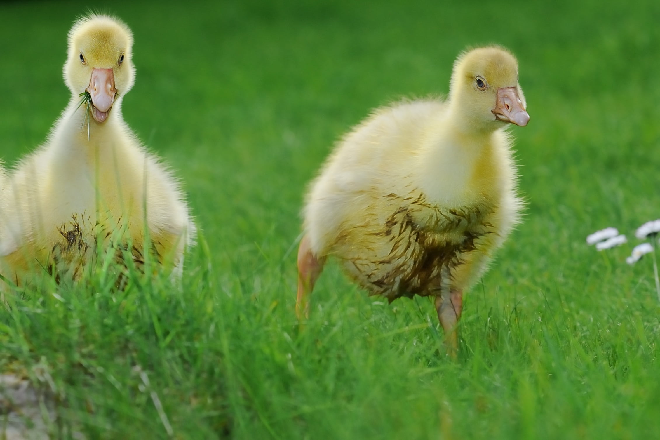 cheerful, funny, spring, goose beak, muddy, easter theme, sweet, bird, gander, yellow, cygnet, livestock, group of animals, agriculture, goose in motion, HD Wallpaper