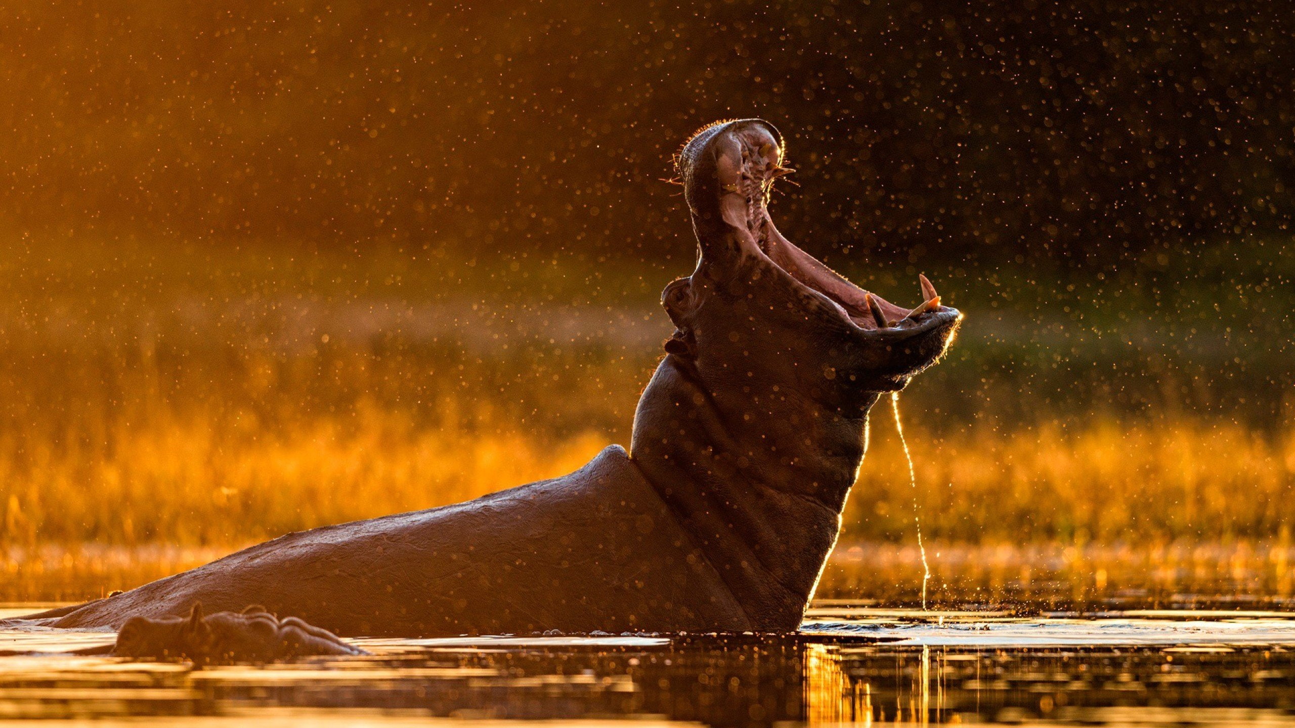 bokeh, Wide jaw, 2K, hippos, Water Drops, wildlife, sunlight, HD Wallpaper