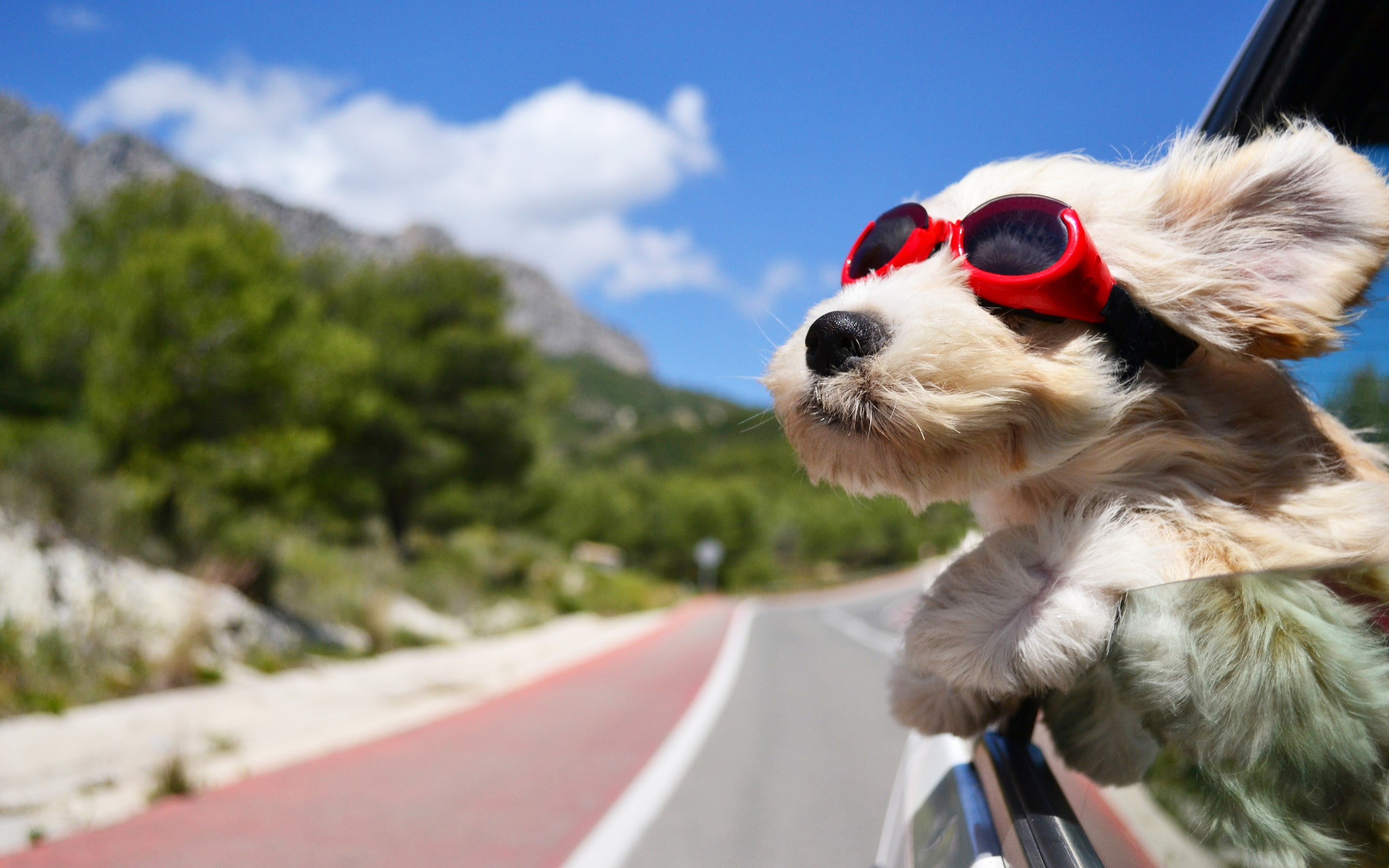 car, Dog, 2K, road, coated, short, sunglasses, brown, wind, HD Wallpaper