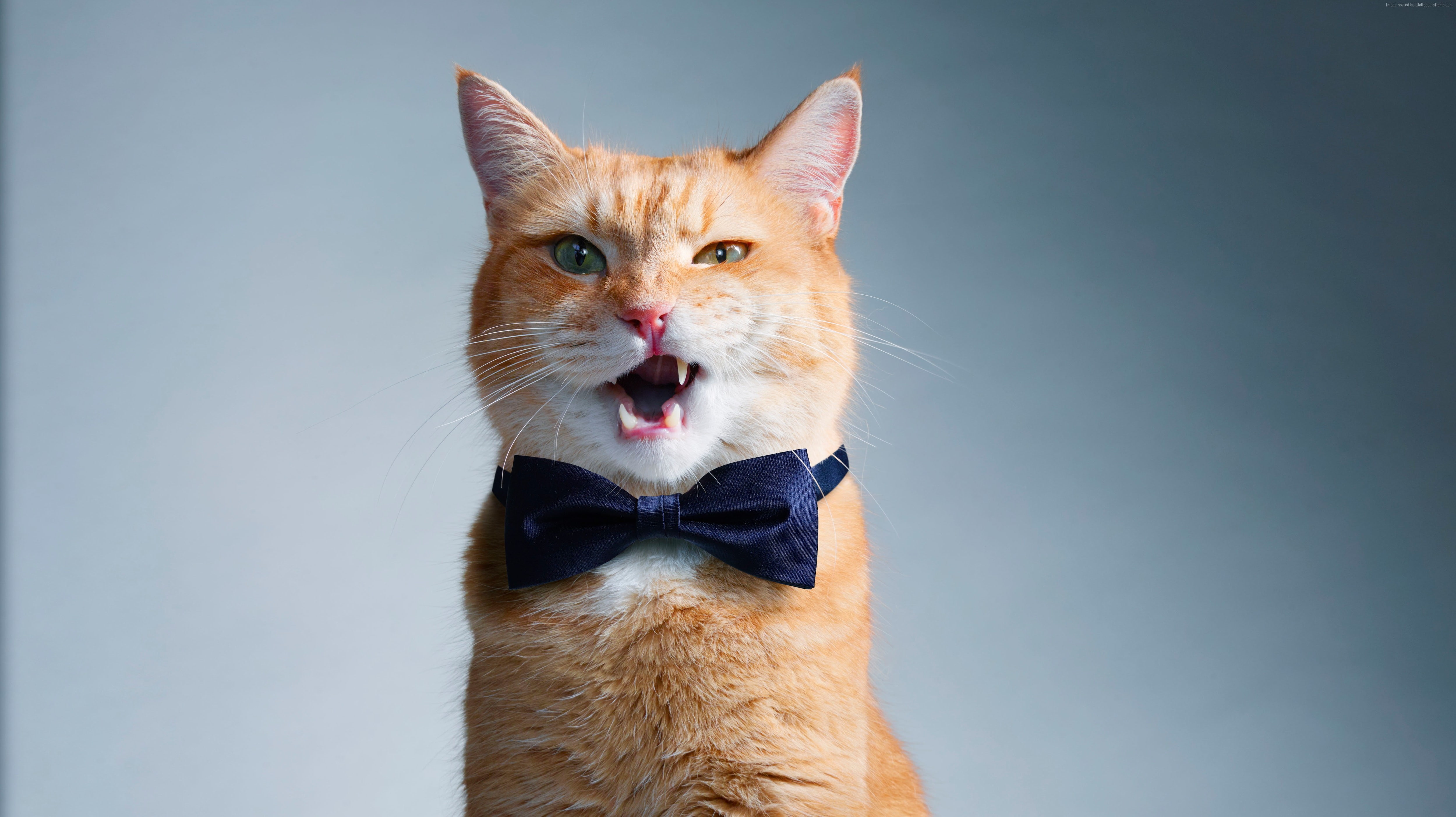 funny animals, 4K, bow, cute, cat, HD Wallpaper