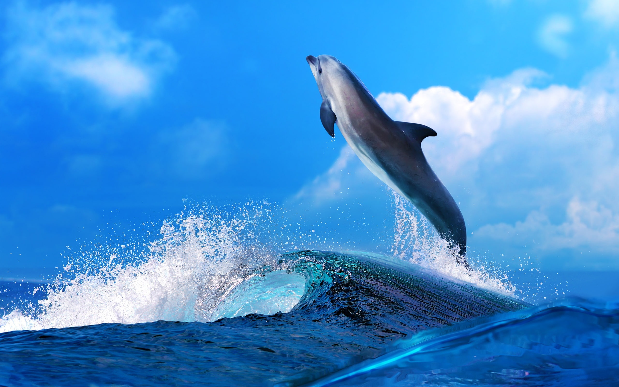 Dance, Waves, Beautiful, Dolphin, 2K, Sea, Splash, HD Wallpaper