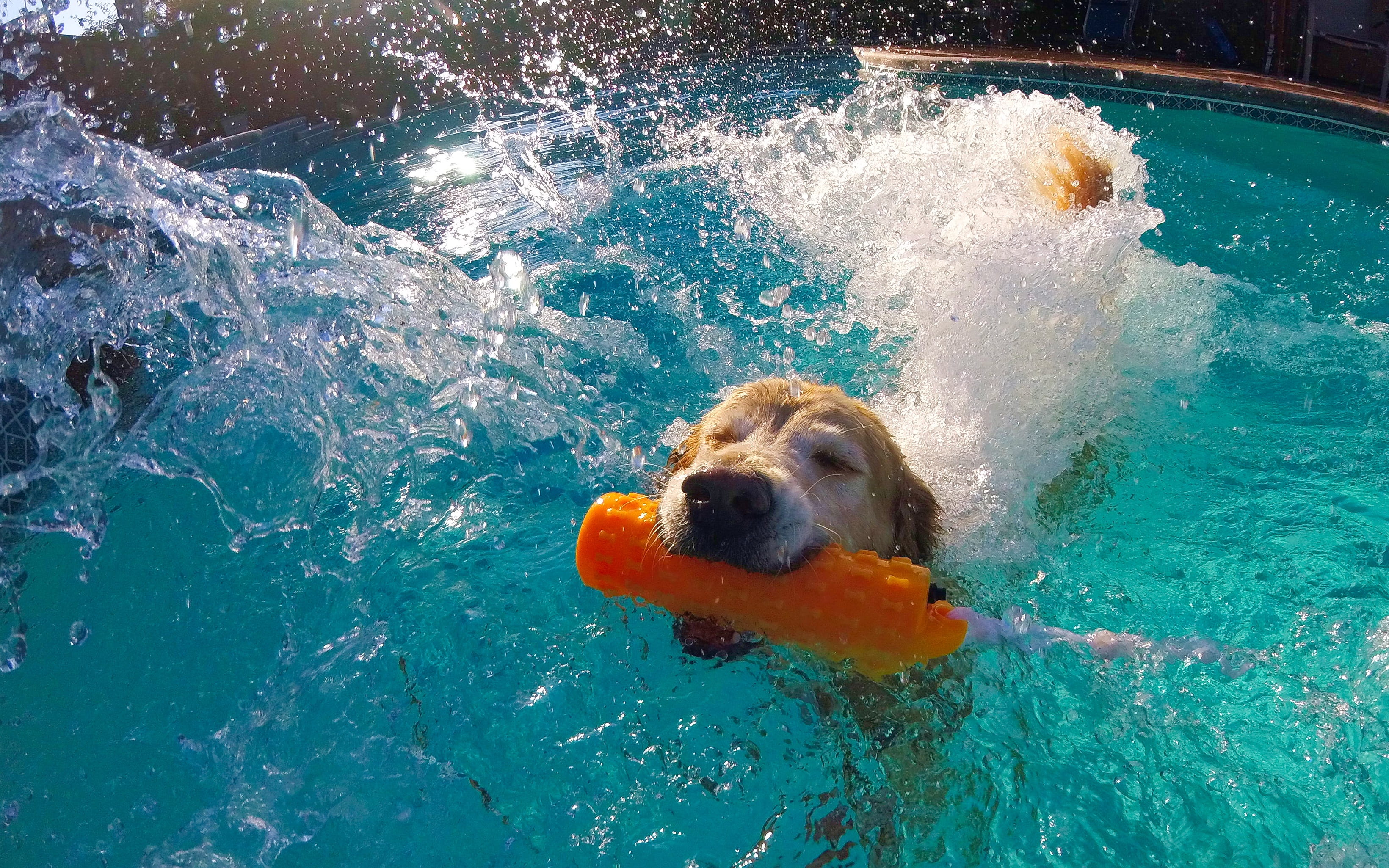 day, motion, dog, water, no people, domestic animals, splashing, waterfront, 2K, mammal, san francisco, swimming, united states, domestic, dog swimming, HD Wallpaper