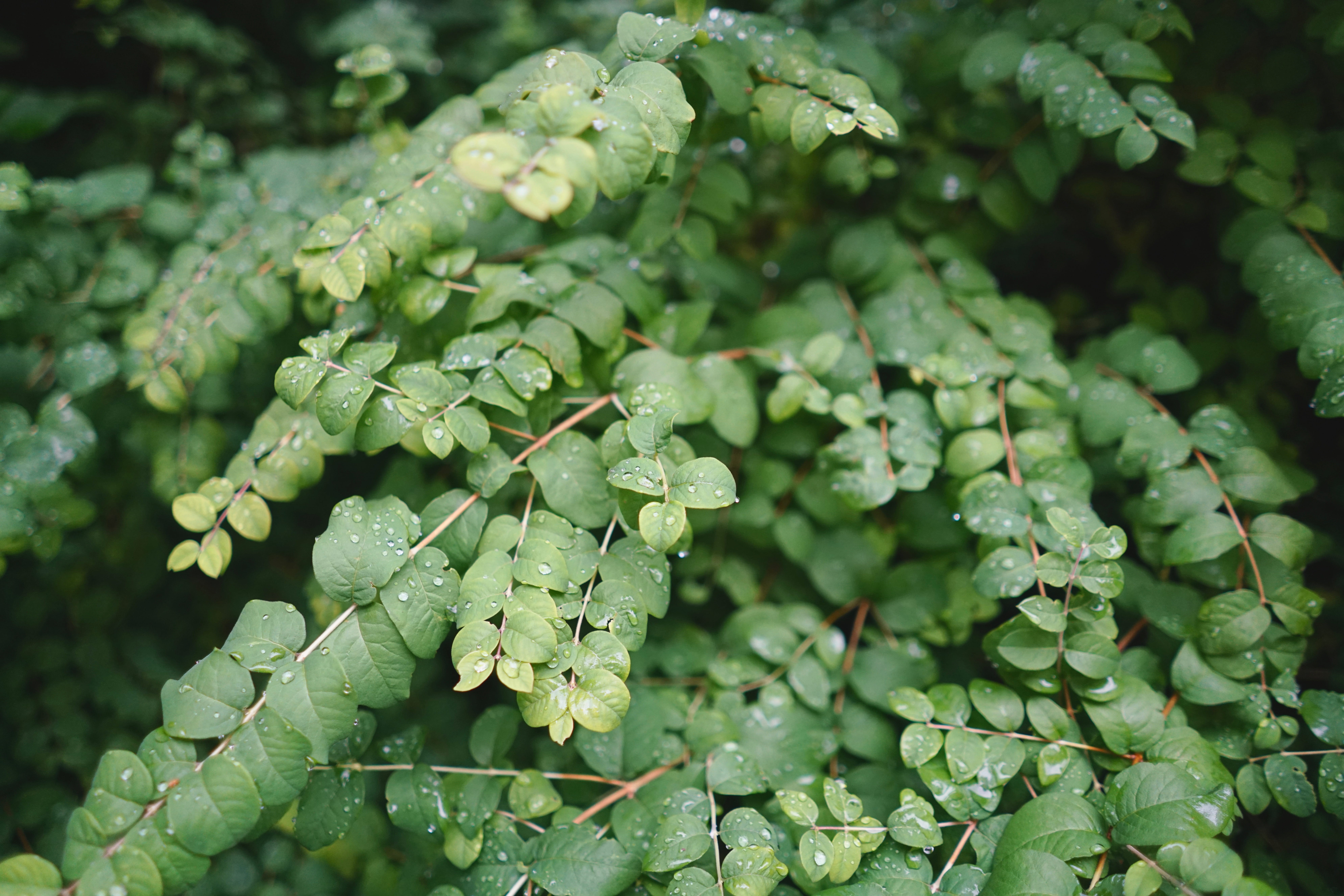 plant part, outdoors, food and drink, plant, nature, rain drop, rain, shrug, 8K, growth, leaf, no people, land, green, bush, zehlendorf, tree, berlin, HD Wallpaper