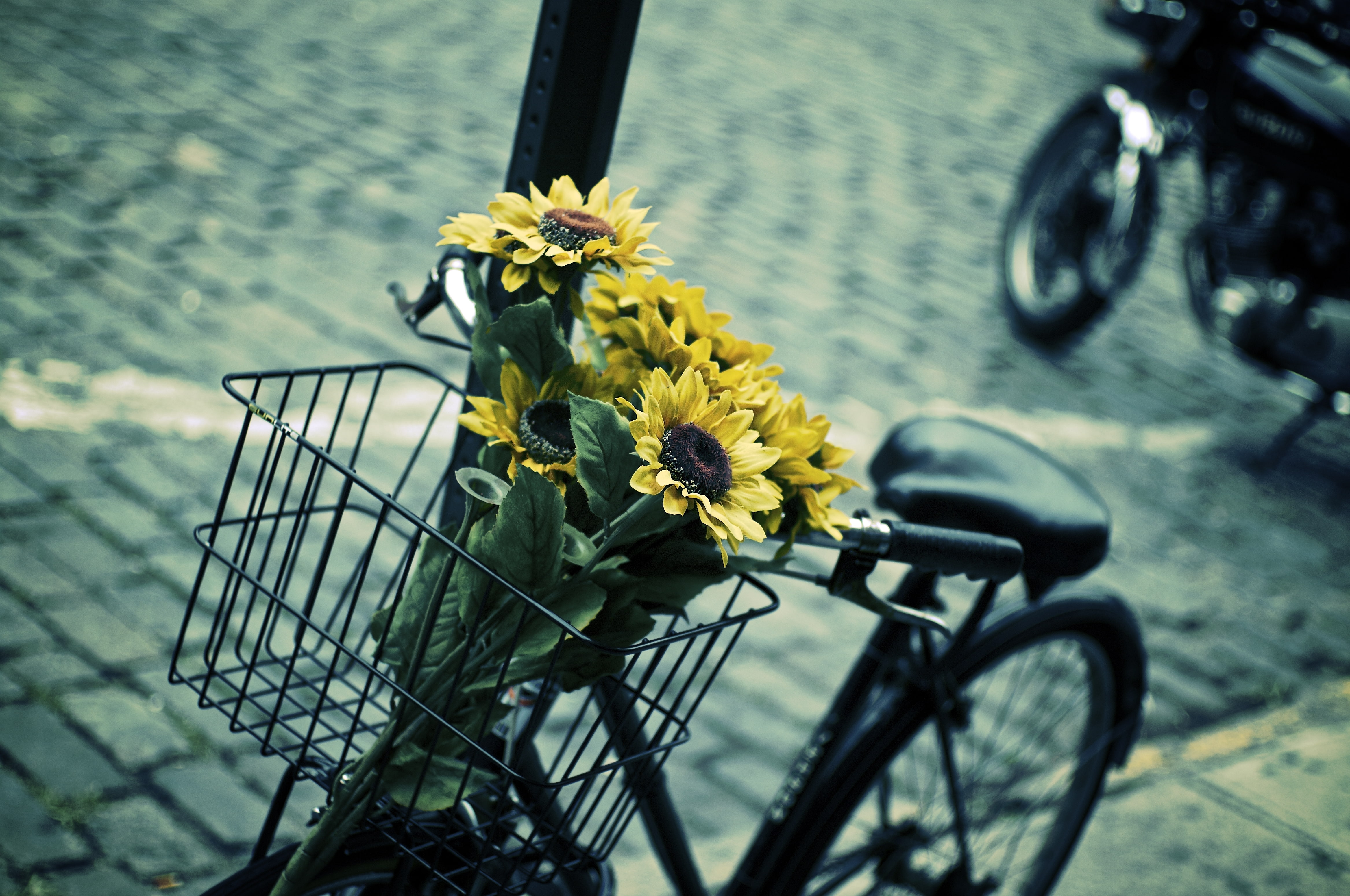 contrast, flower, bike, leaves, basket, fullscreen, 4K, blue, yellow, HD, background, blur, mood, full screen, flowers, widescreen, HD Wallpaper