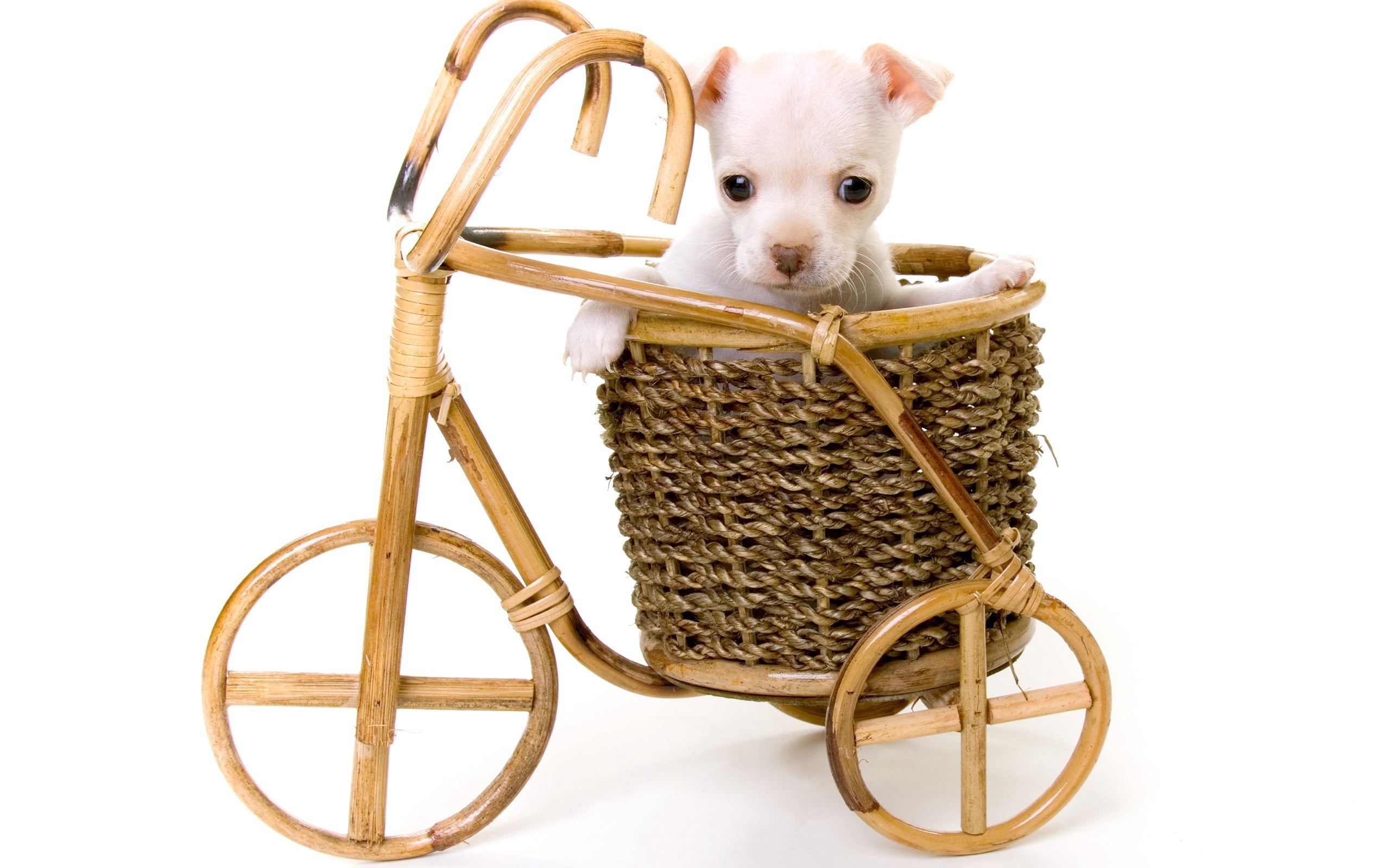vertebrate, snout, one animal, animal, cut out, indoors, white, white color, dog, puppy, basket, smooth, domestic Animals, white Background, bicycle, mammal, HD Wallpaper