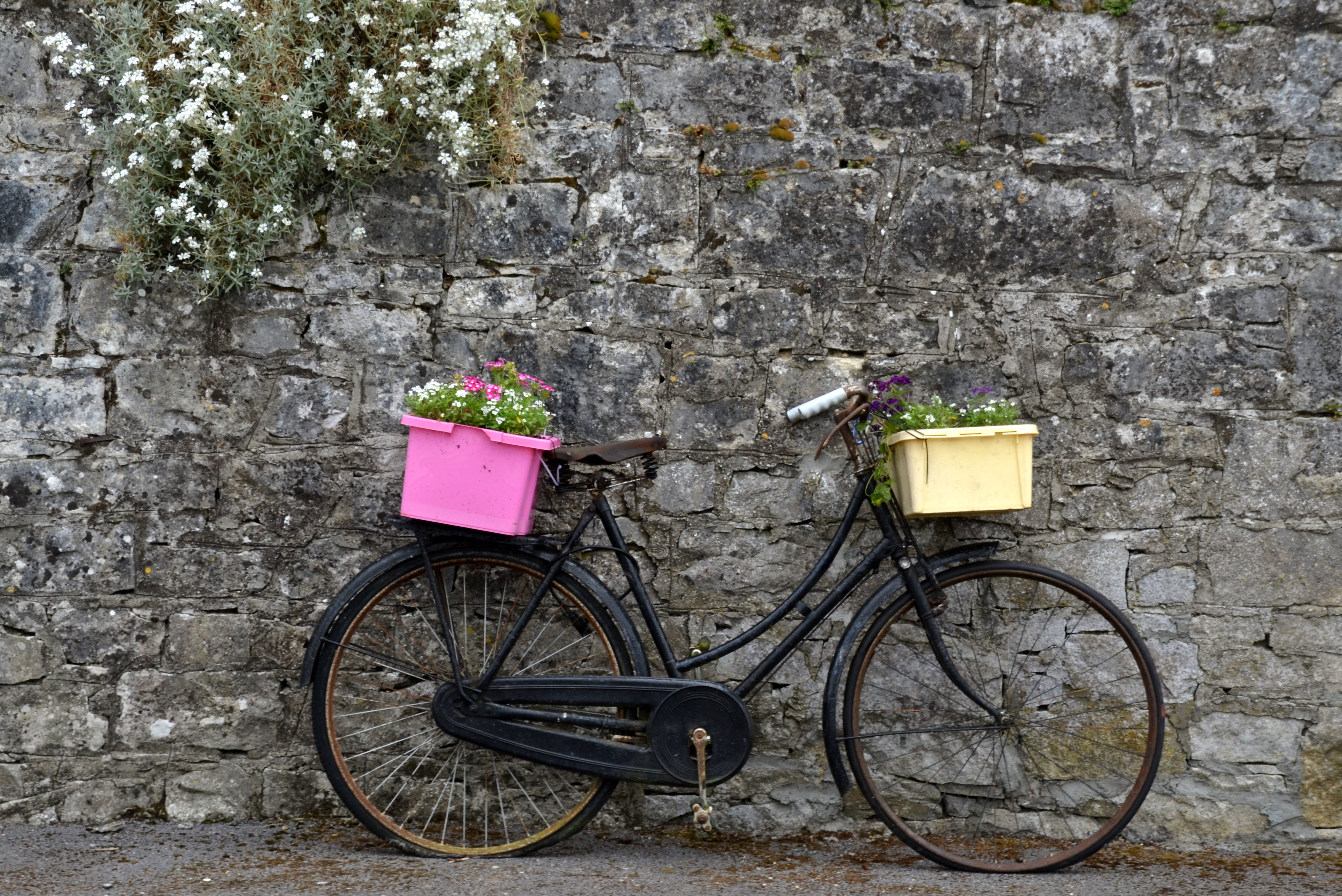 Wheel, wall - Building Feature, Nostalgia, nature, flower, mode of transportation, transportation, built structure, retro, architecture, 4K, cycle, stone wall, HD Wallpaper