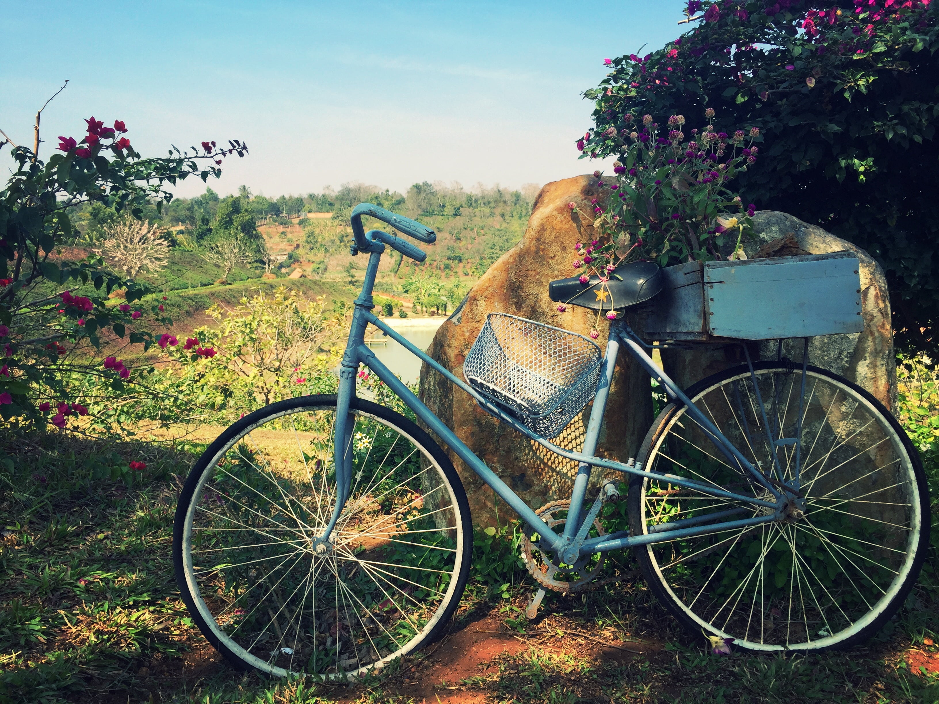 summer, tree, cycling, mode of transportation, bicycle, flower, non-Urban Scene, mode of Transport, flowers, bike, nature, gear, obsolete, cycle, grass, HD Wallpaper