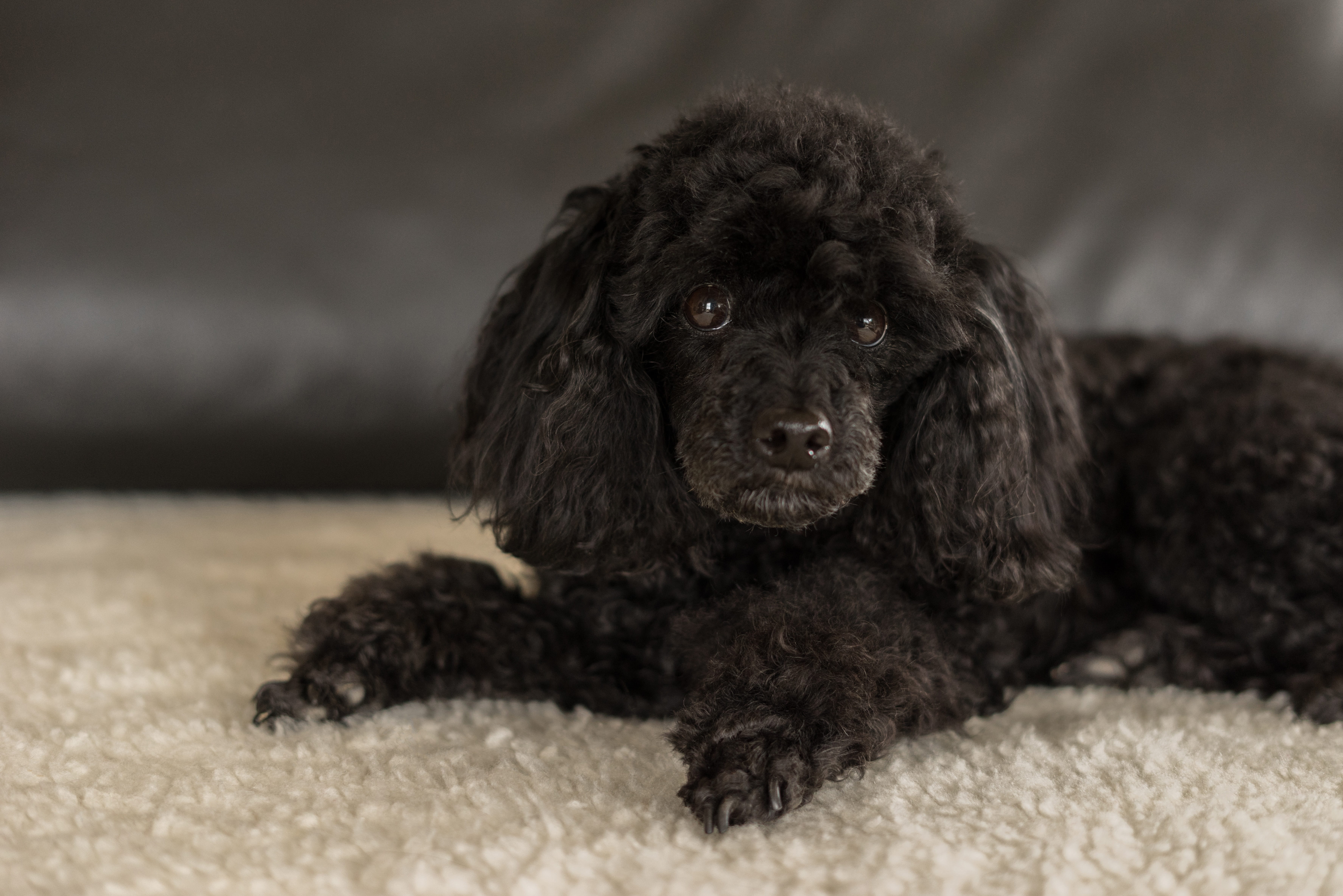 pet, close-up, no people, playmate, portrait, lying down, domestic animals, friend, animal, creature, domestic, canine, black, hair, pets, indoors, cute, HD Wallpaper