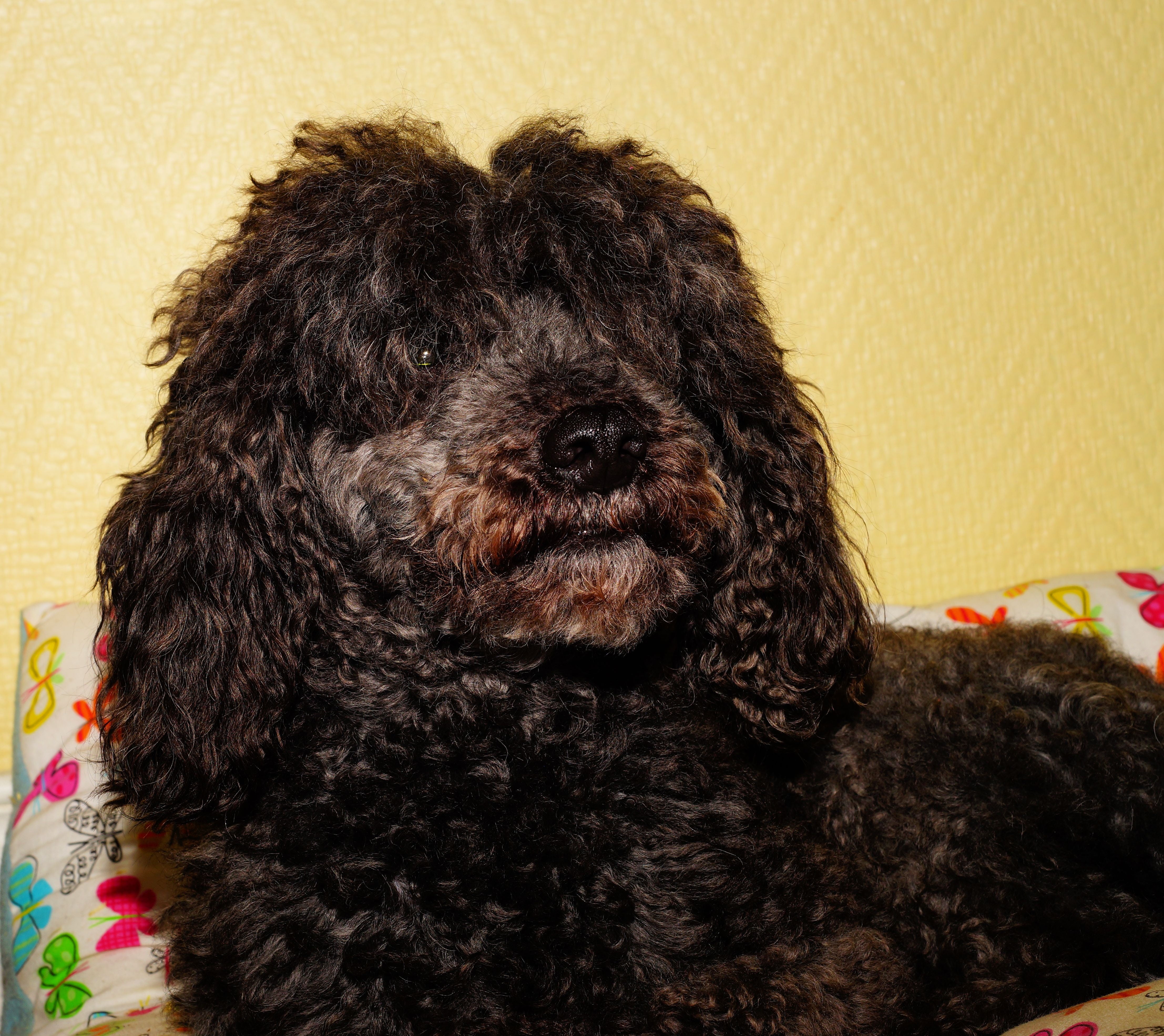 one animal, dear, close-up, poodle, friendly, coated, pets, animal, purebred dog, softness, domestic animals, photo, hairstyle, dog, black, curly fur, long, HD Wallpaper
