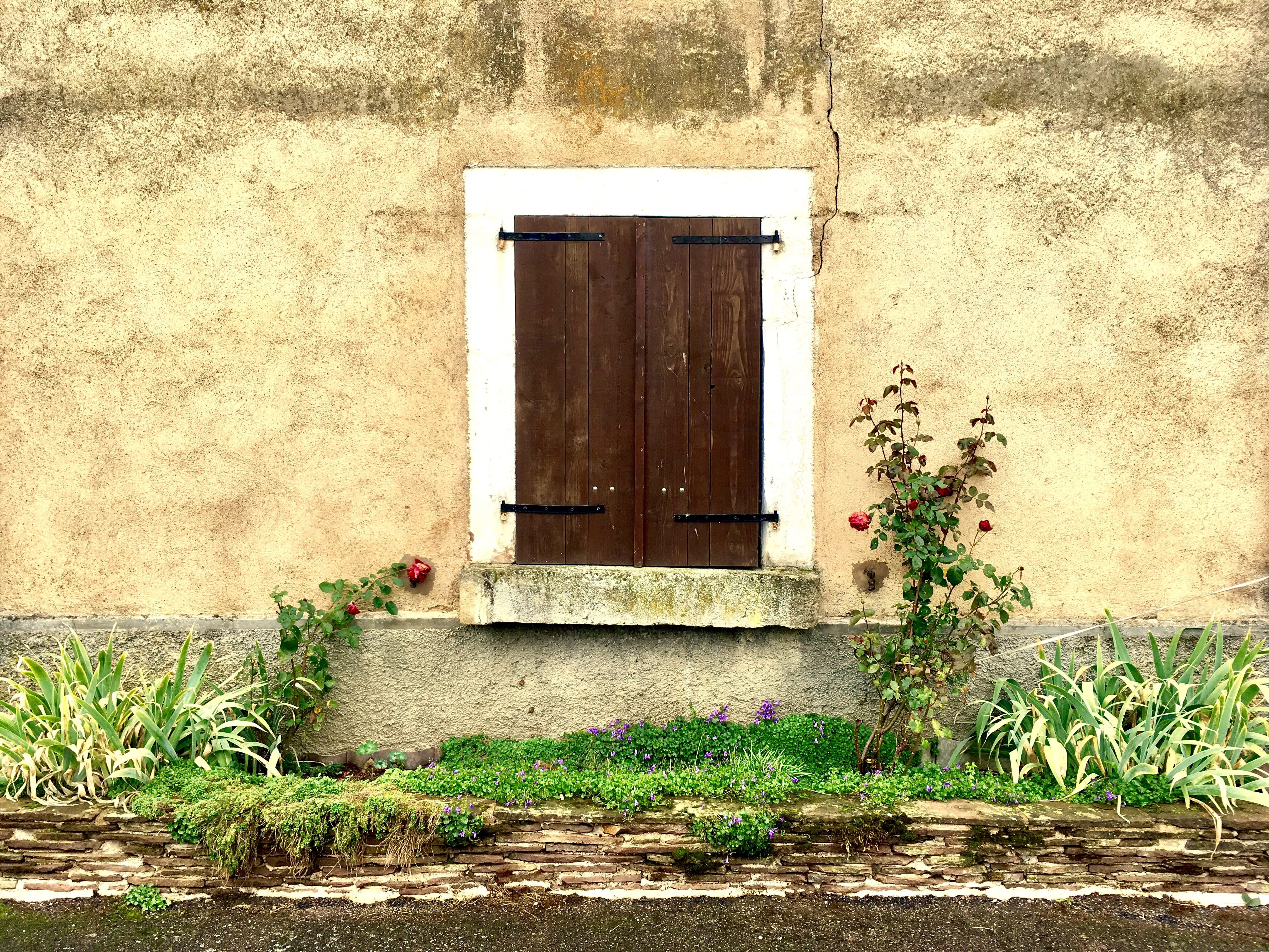 shutters, day, window, plant, safety, no people, nature, outdoors, growth, security, vintage, door, house, built structure, residential district, building exterior, HD Wallpaper