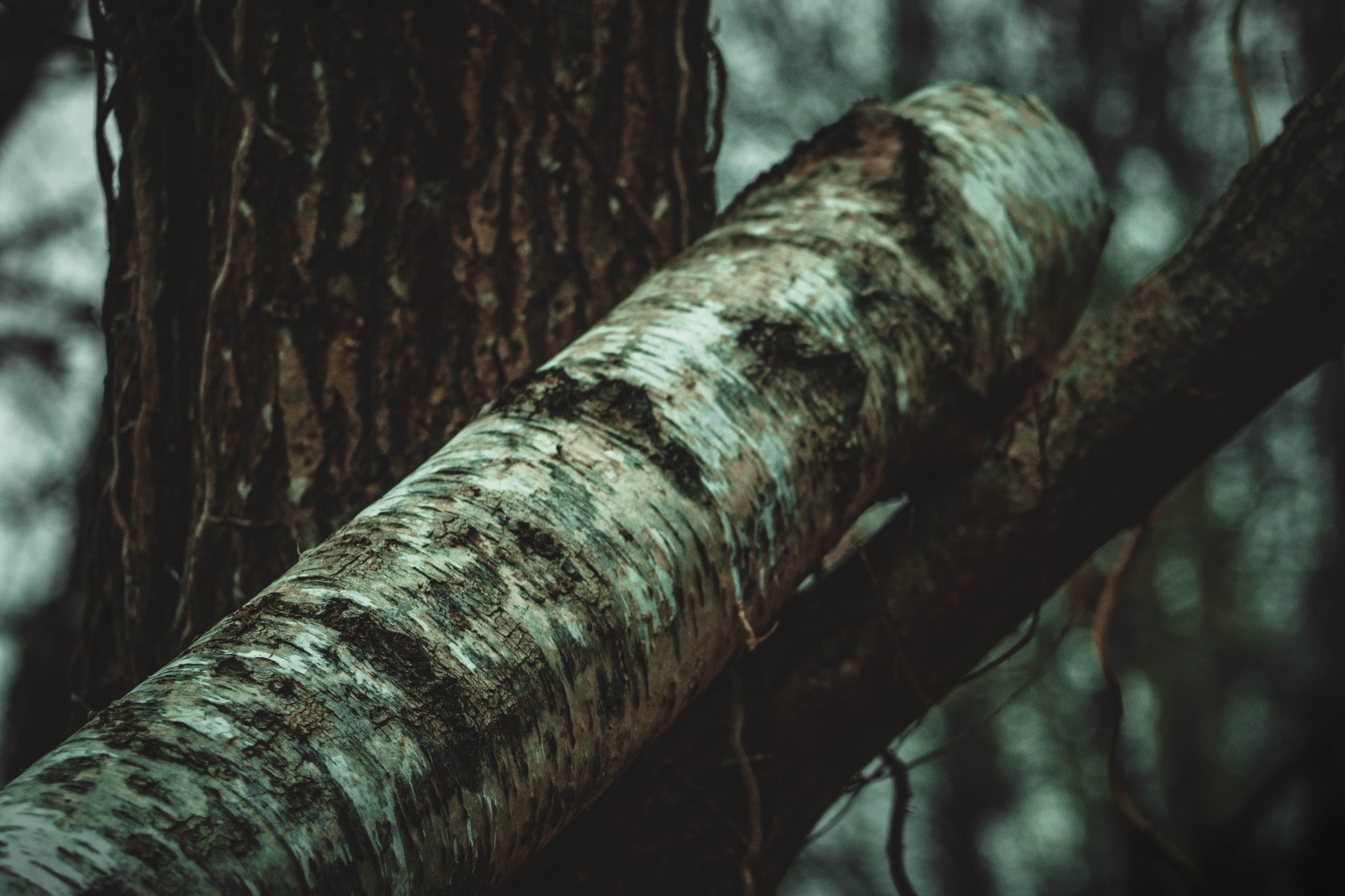 birch, leopard, textured, black, green, selective focus, trunk, brown, day, metal, forest, nature, beautiful, no people, outdoors, adventure, lake, land, HD Wallpaper