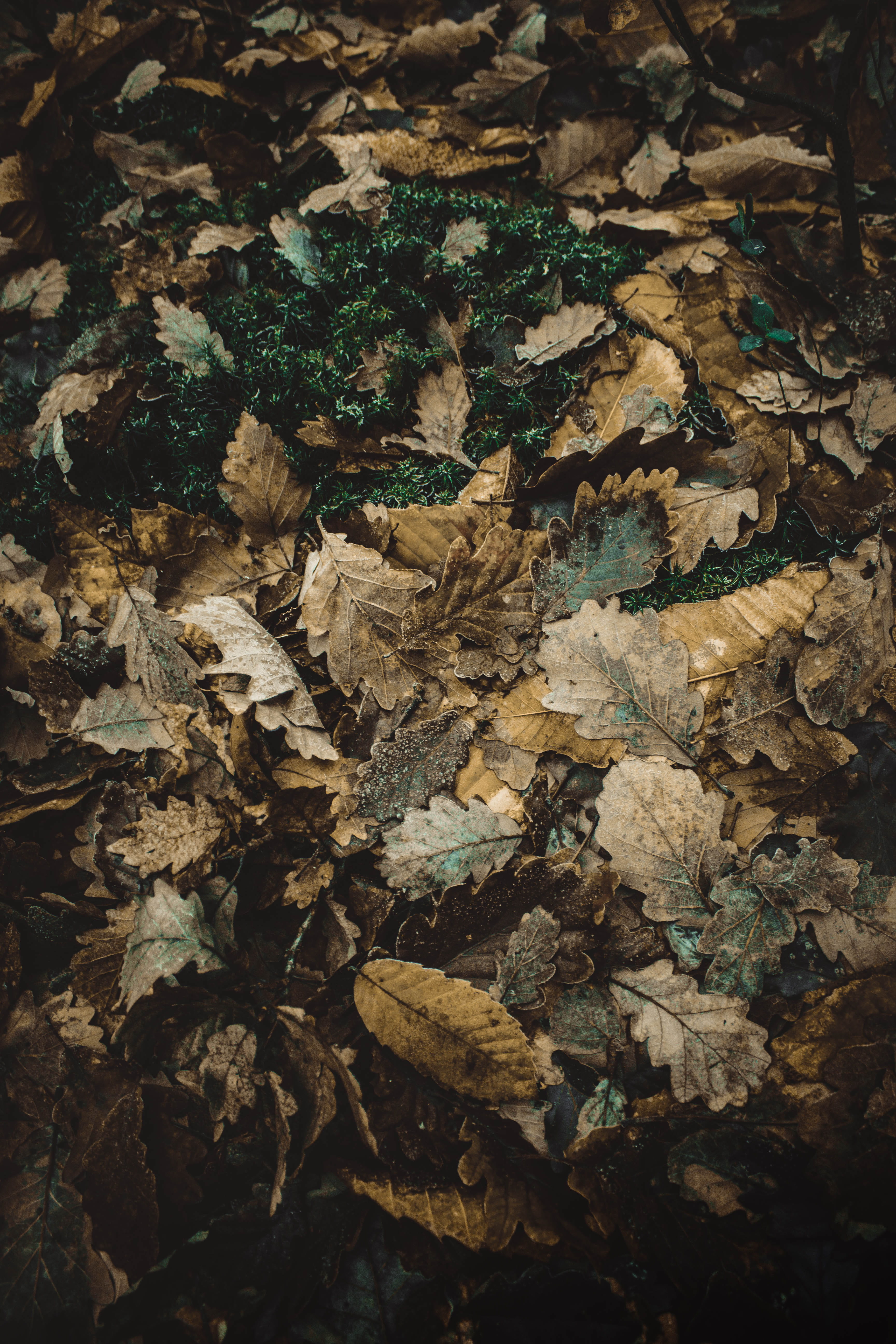leaves, brown, landscape, leaf, full frame, art, outdoors, high angle view, green, nature, housing, beauty in nature, close-up, plant part, furniture, no people, Phone HD Wallpaper
