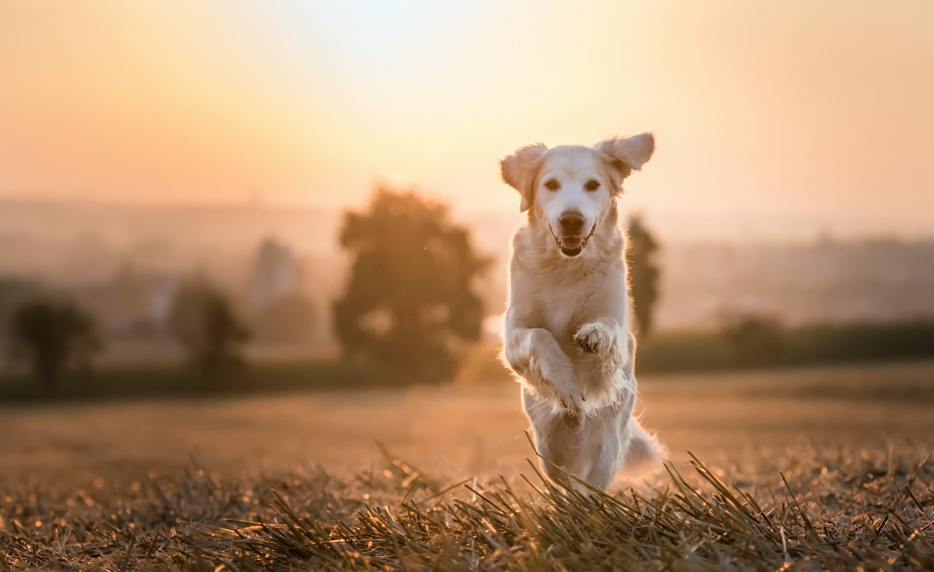animals, canine, labrador retriever, purebred dog, animal themes, nature, no people, animal, pets, retriever, looking at camera, sky, domestic, 1080P, HD Wallpaper