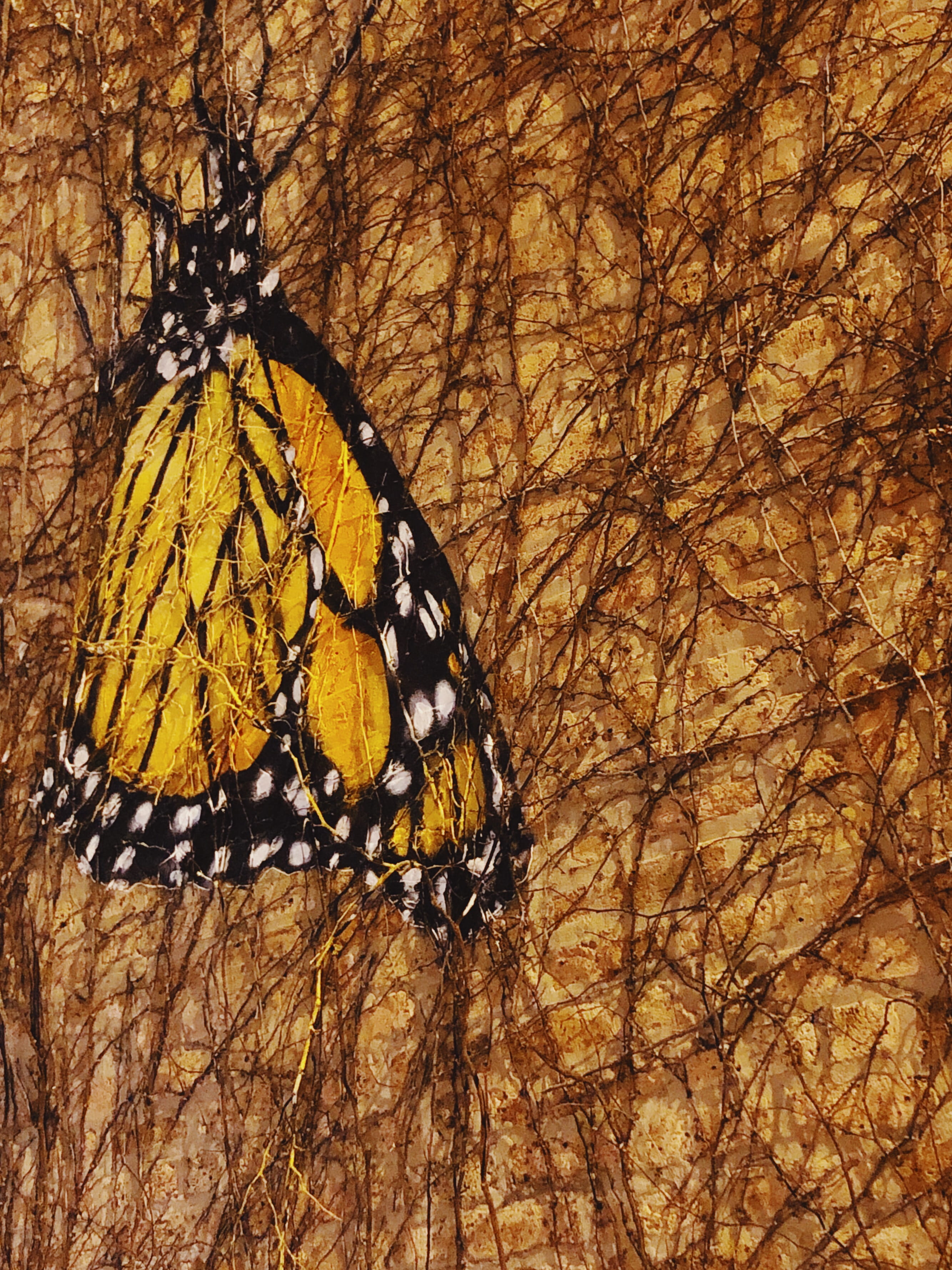 outdoors, invertebrate, animal markings, animal themes, day, vines, branch, street art, tree, yellow, butterfly, insect, close-up, white, plant, butterfly - insect, Phone HD Wallpaper