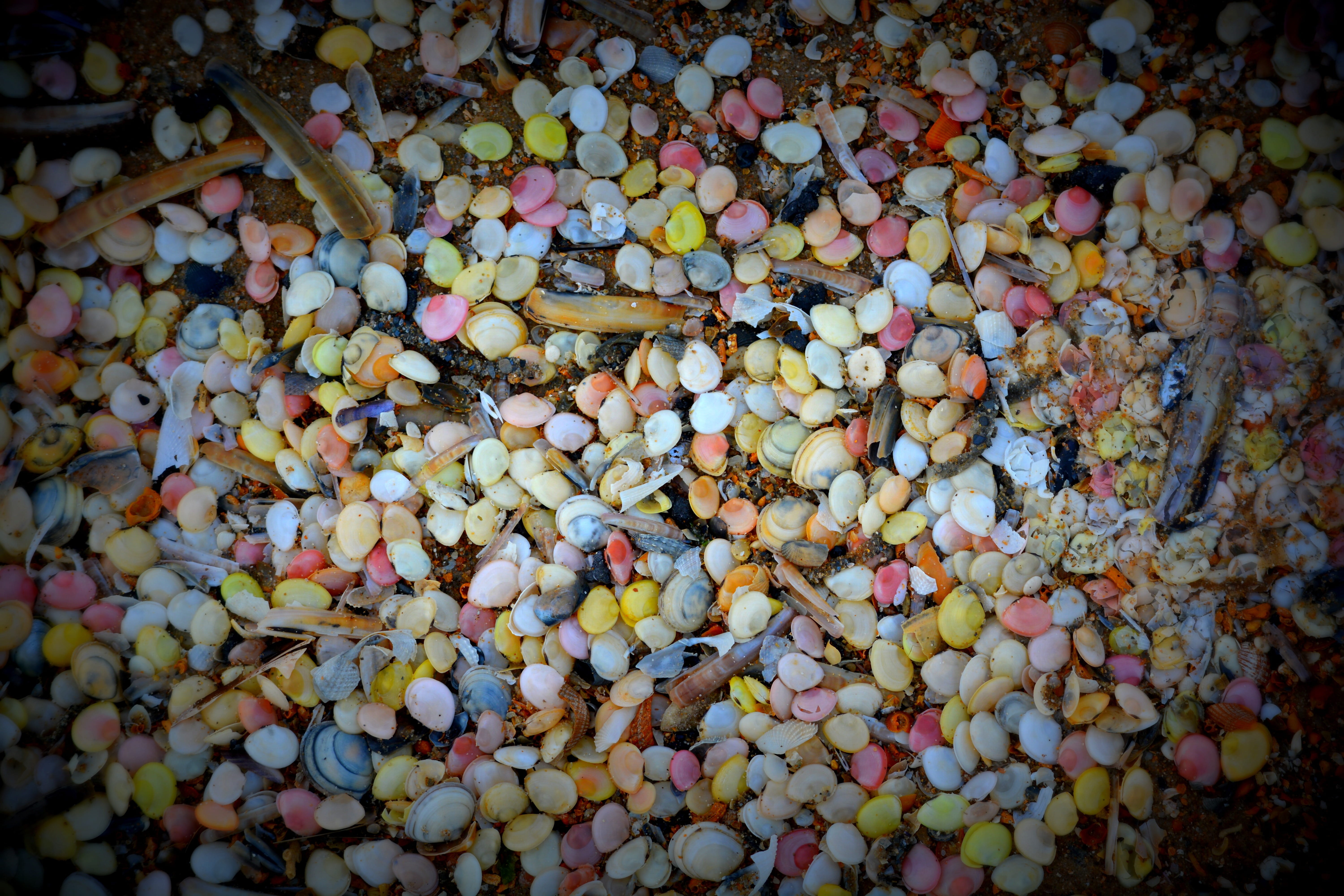 food, Nature, stone - object, high angle view, animal, outdoors, Beach, backgrounds, abundance, variation, food and drink, choice, Shells, bubble gum, no people, HD Wallpaper