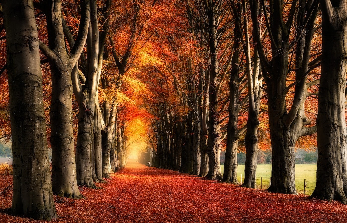 daylight, 720P, leaves, fence, fall, trees, tunnel, landscape, path, field, red, yellow, nature, HD Wallpaper
