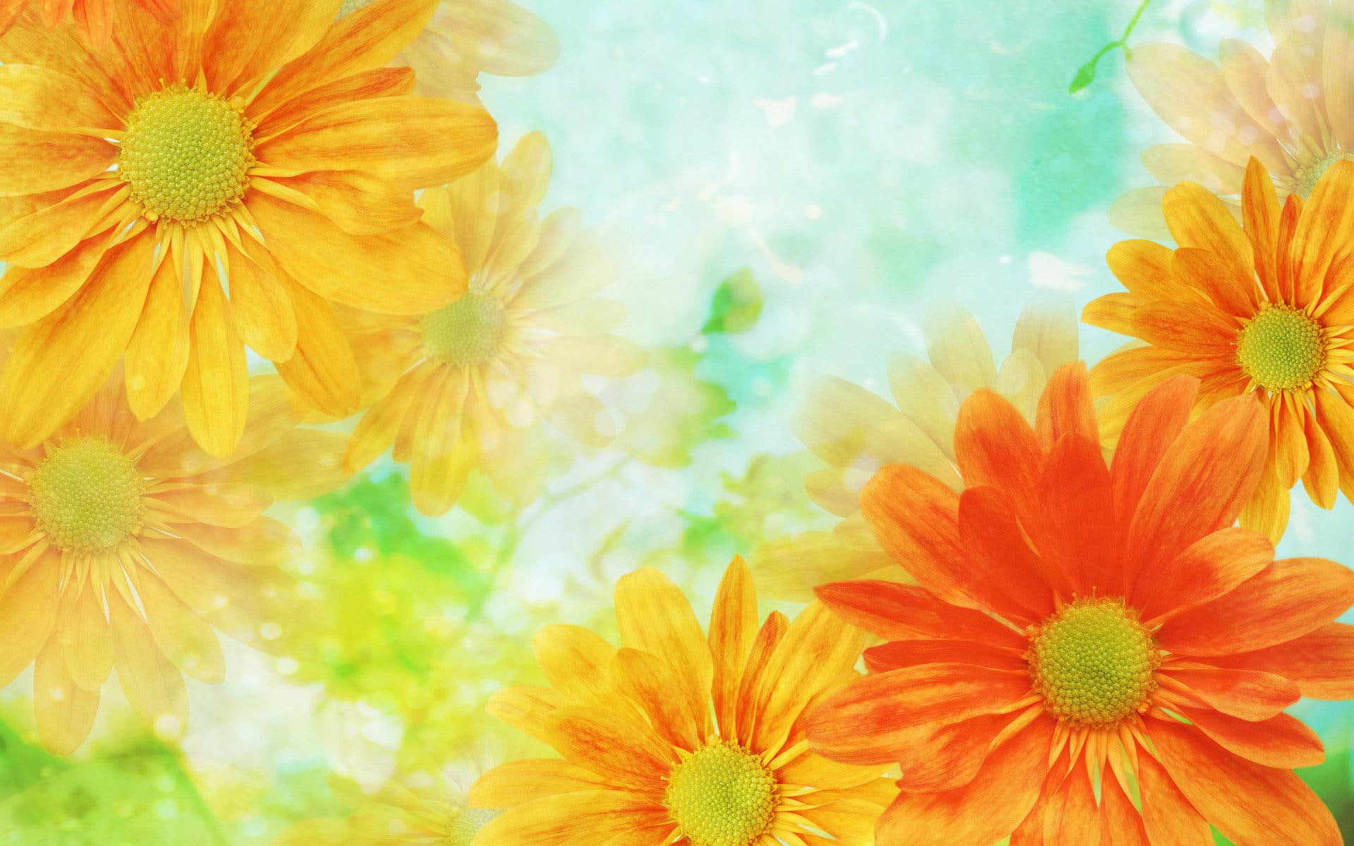 pollen, yellow, outdoors, flower head, petal, flowers, no people, vulnerability, flowering plant, fragility, daisy, closeup, orange color, freshness, close-up, HD Wallpaper