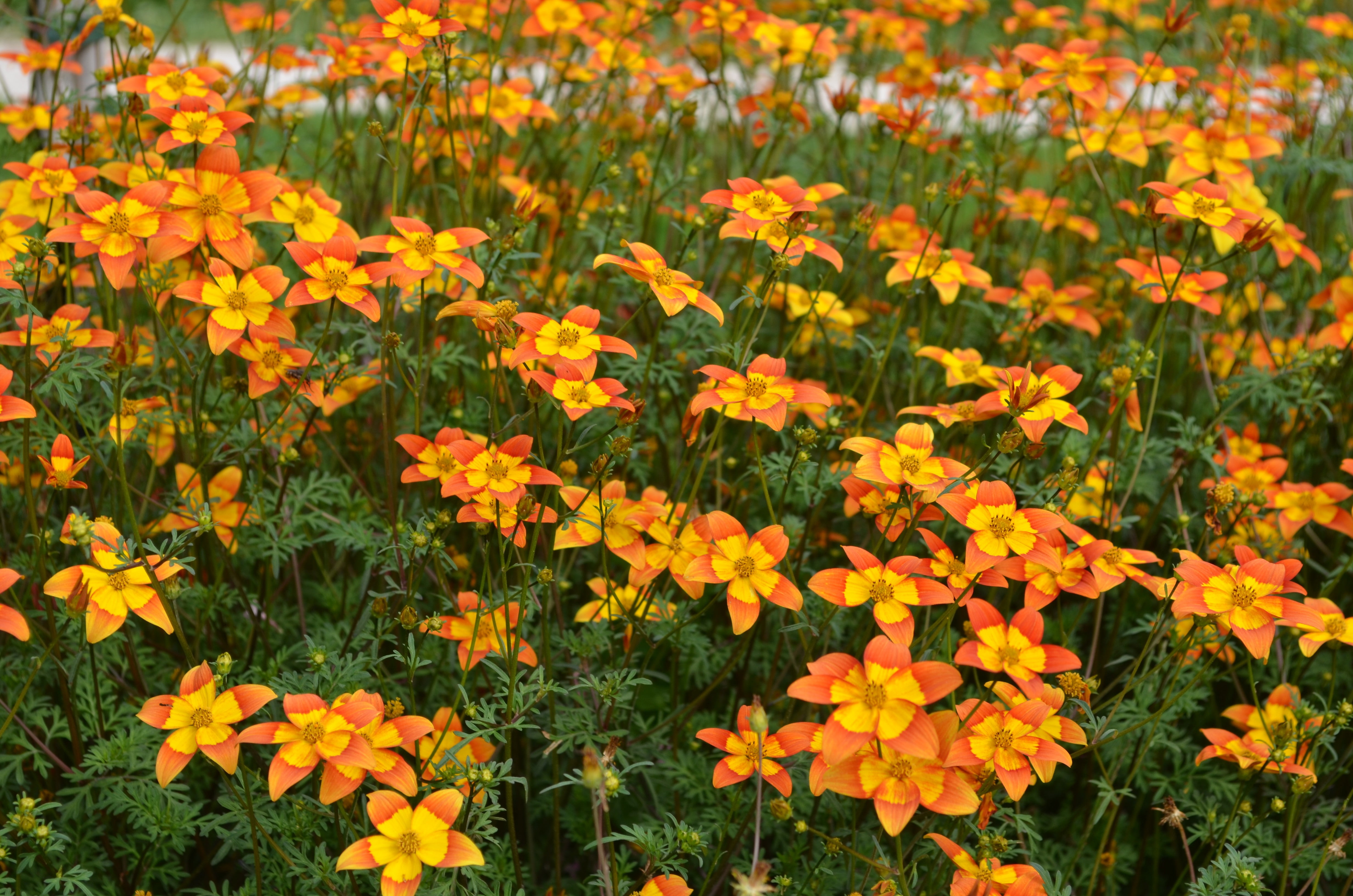 orange, flowers, yellow flowers, 4K, nature, HD Wallpaper