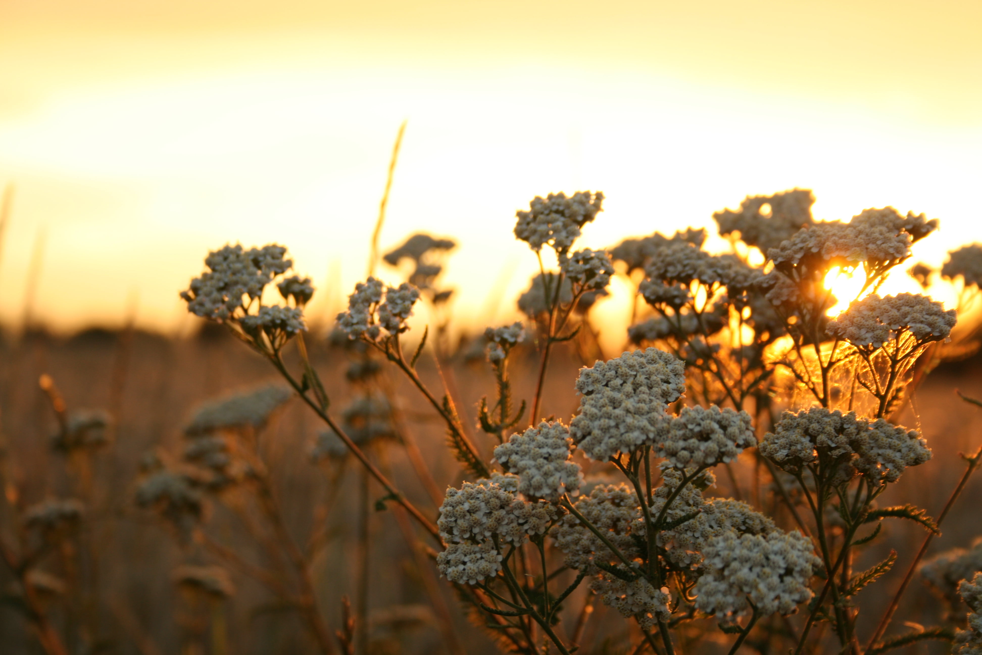 day, focus on foreground, fragility, flowering plant, sky, plants, land, flower head, freshness, Poland, flower, selective focus, sunset, white, tranquility, HD Wallpaper