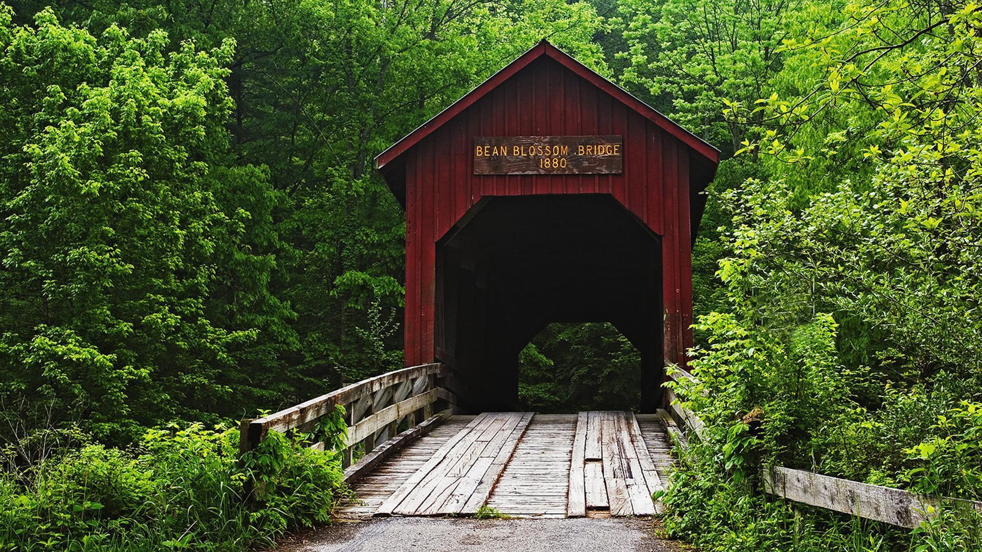 trees, nature and landscapes, green, 1080P, bridge, covered, HD Wallpaper
