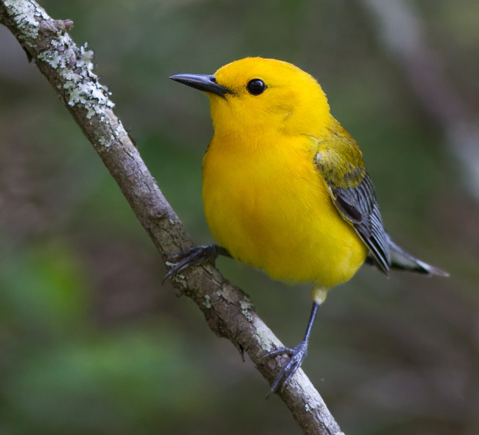 birding, yellow, warbler, animal, nature, prothonotary, outdoors, conservation, 720P, virginia, close, branch, Great Dismal Swamp National Wildlife Refuge, HD Wallpaper