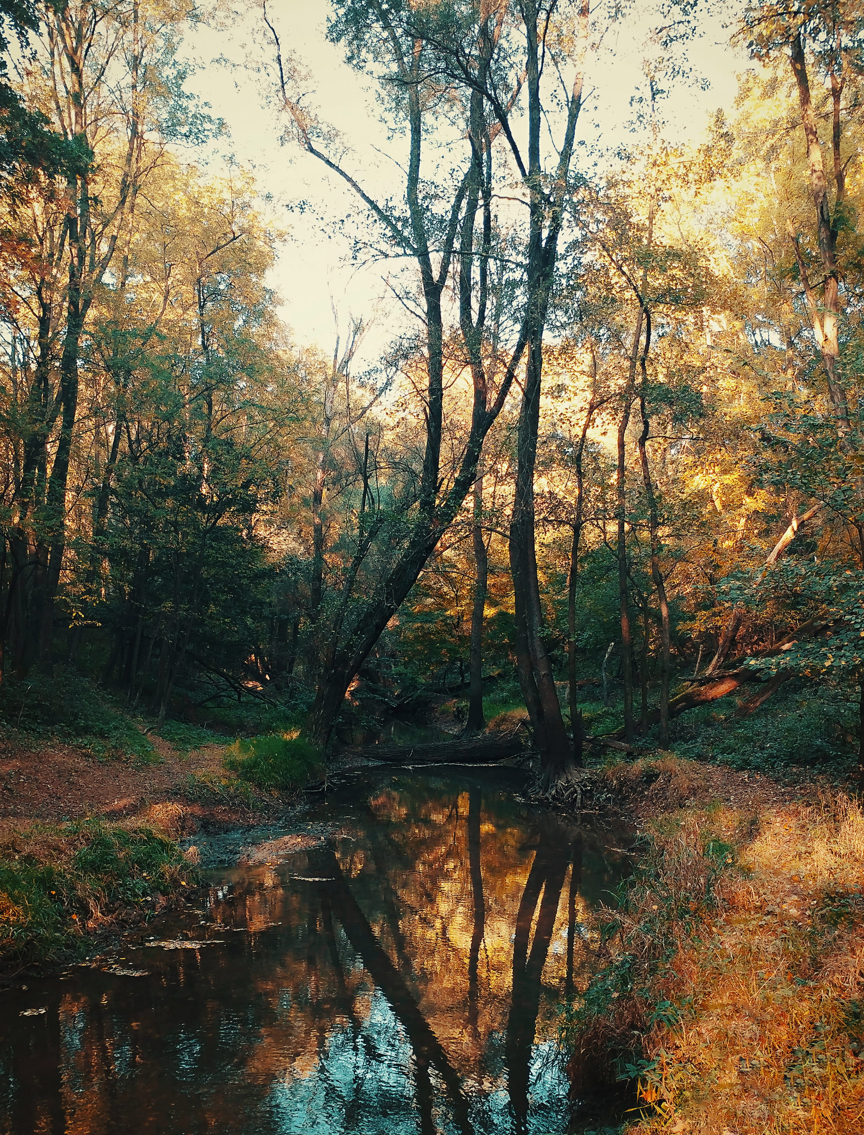 no people, 4K, swamp, tranquility, nature, vas county, tree, reflection, water, outdoors, hungary, beauty in nature, plant, tranquil scene, lake, land, Phone HD Wallpaper