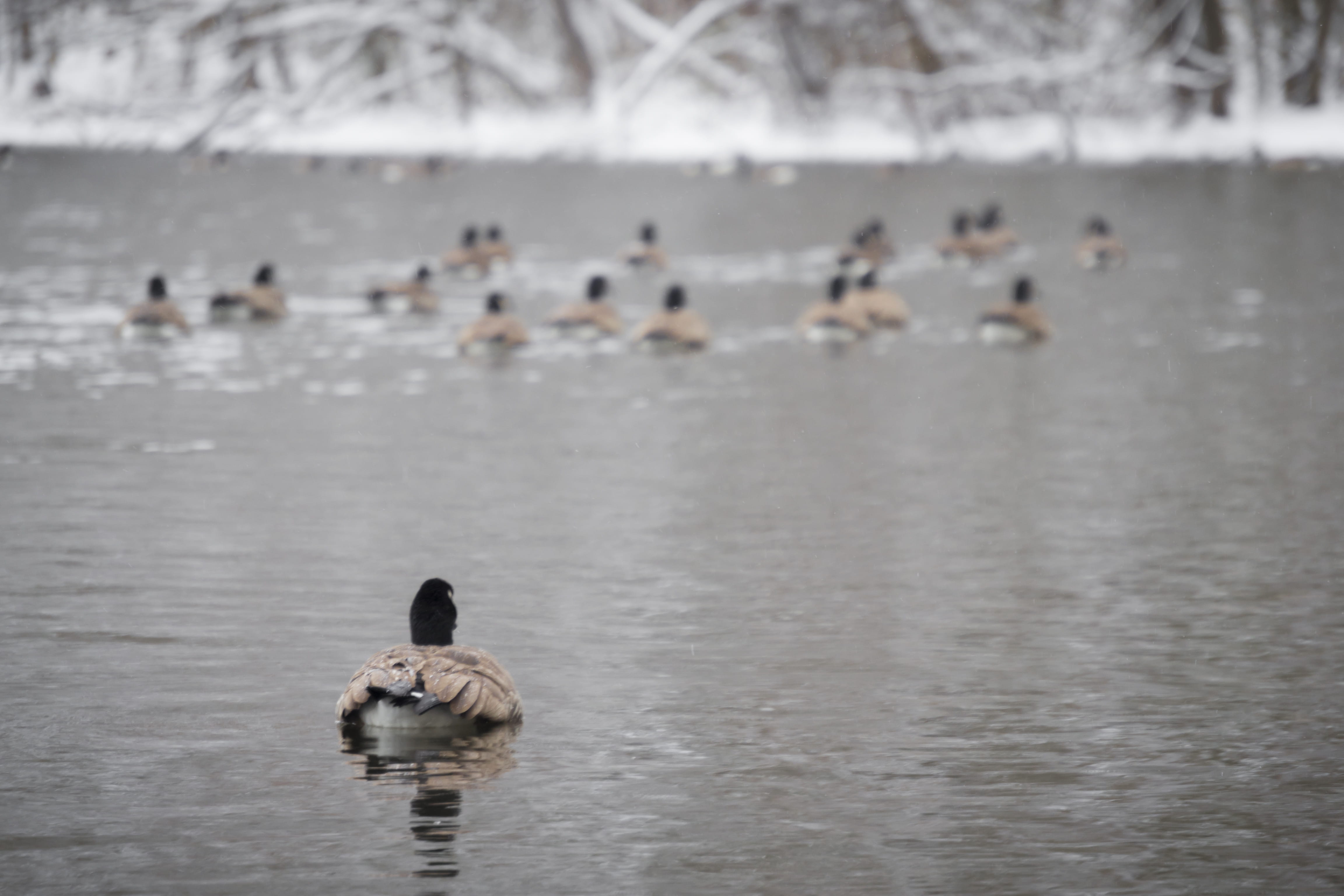 group of animals, snow, day, beauty in nature, focus on foreground, animal wildlife, water, lake, waterfowl, water bird, nature, bird, human, animal themes, HD Wallpaper