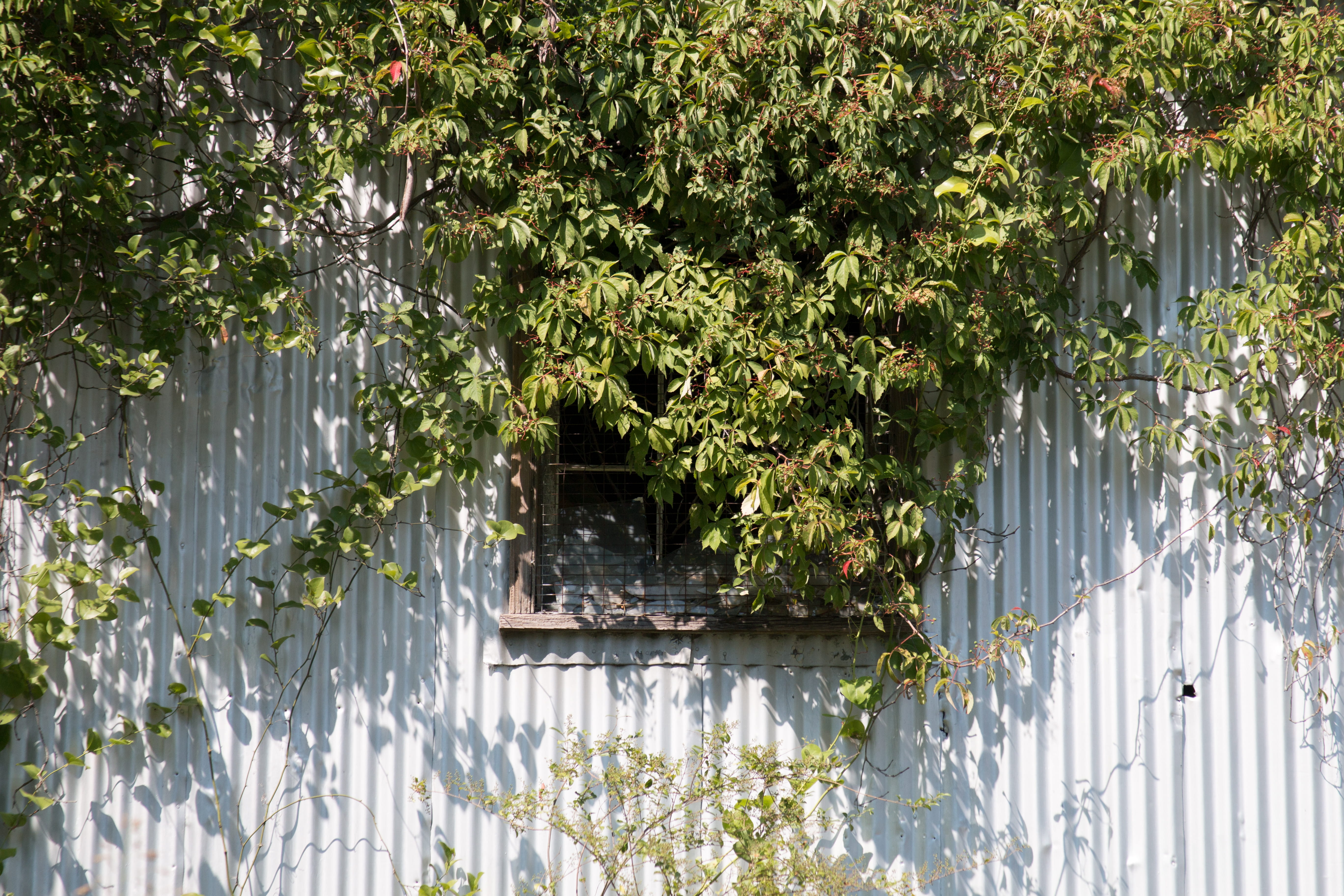 green color, richmond, security, no people, richmond va, 5K, country, built structure, united states, broken window, tin siding, manquin, flower, overgrowth, HD Wallpaper