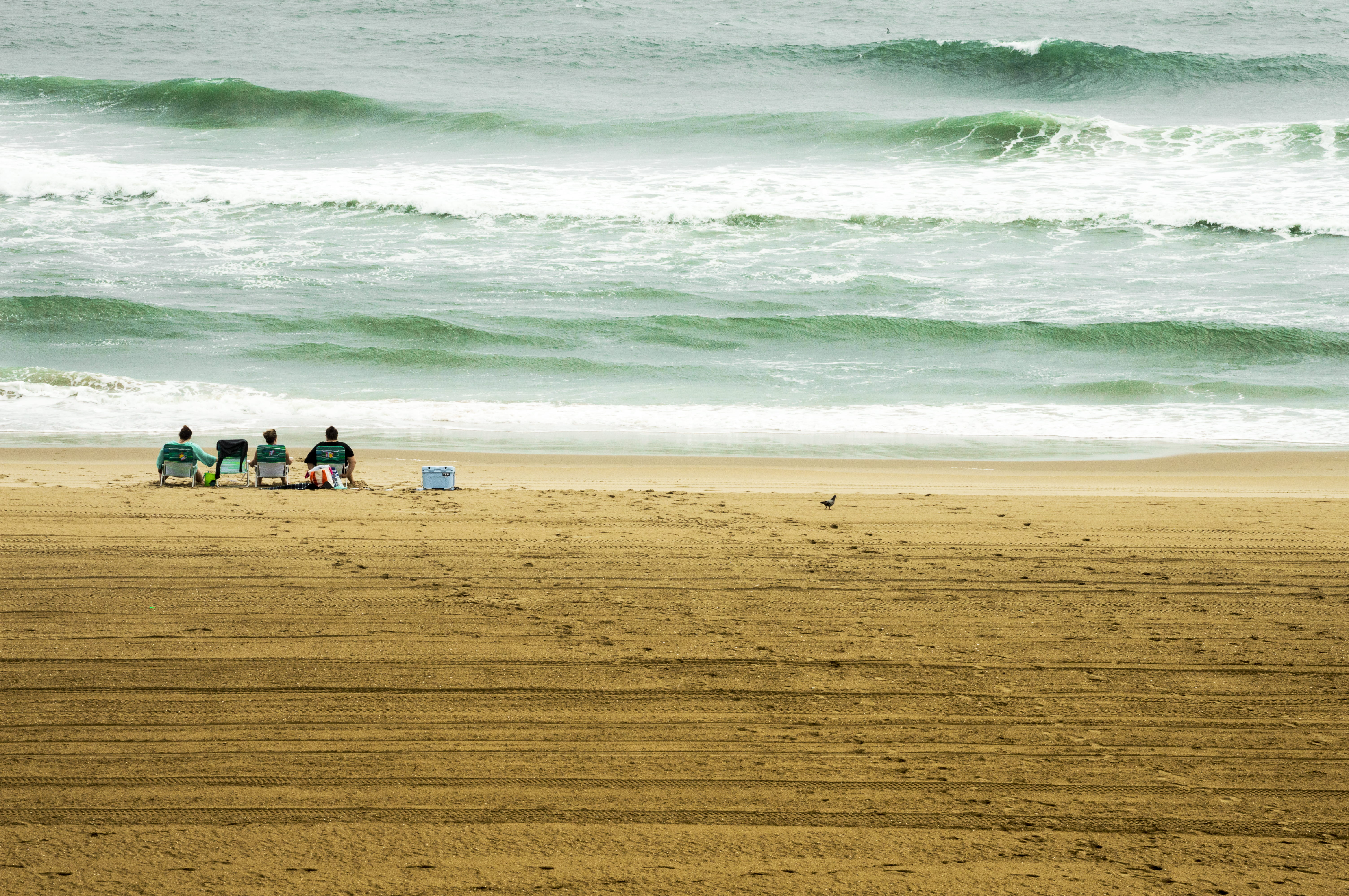 virginia beach, ocean, persons, sea waves, animal, sand, vacations, men, scenics - nature, group of people, us, beauty in nature, nature, holiday, wave, HD Wallpaper