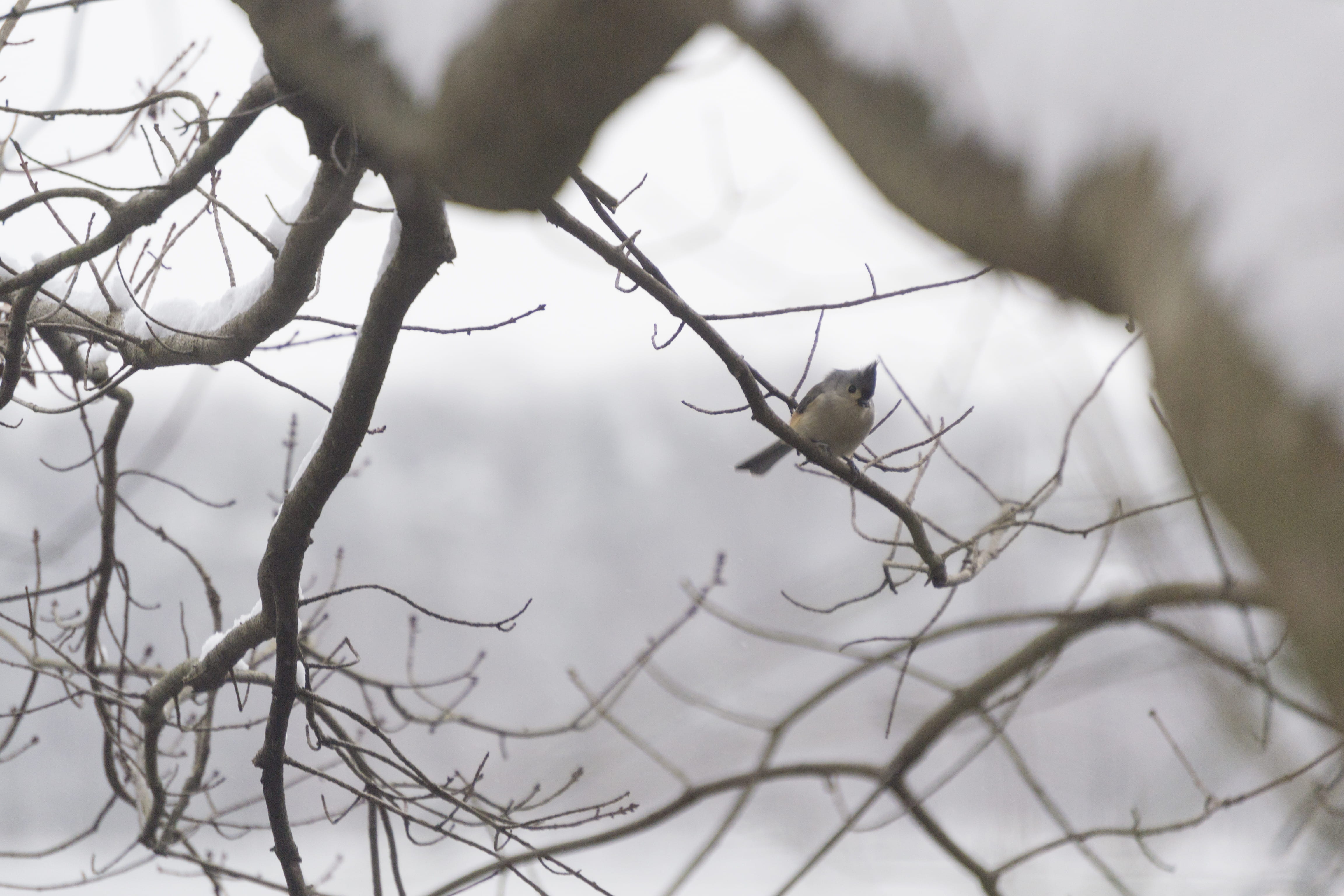 bare tree, wren, no people, animal wildlife, jay, 4K, anthus, plant, bee eater, blackbird, accipiter, vertebrate, focus on foreground, branch, va, animal themes, HD Wallpaper