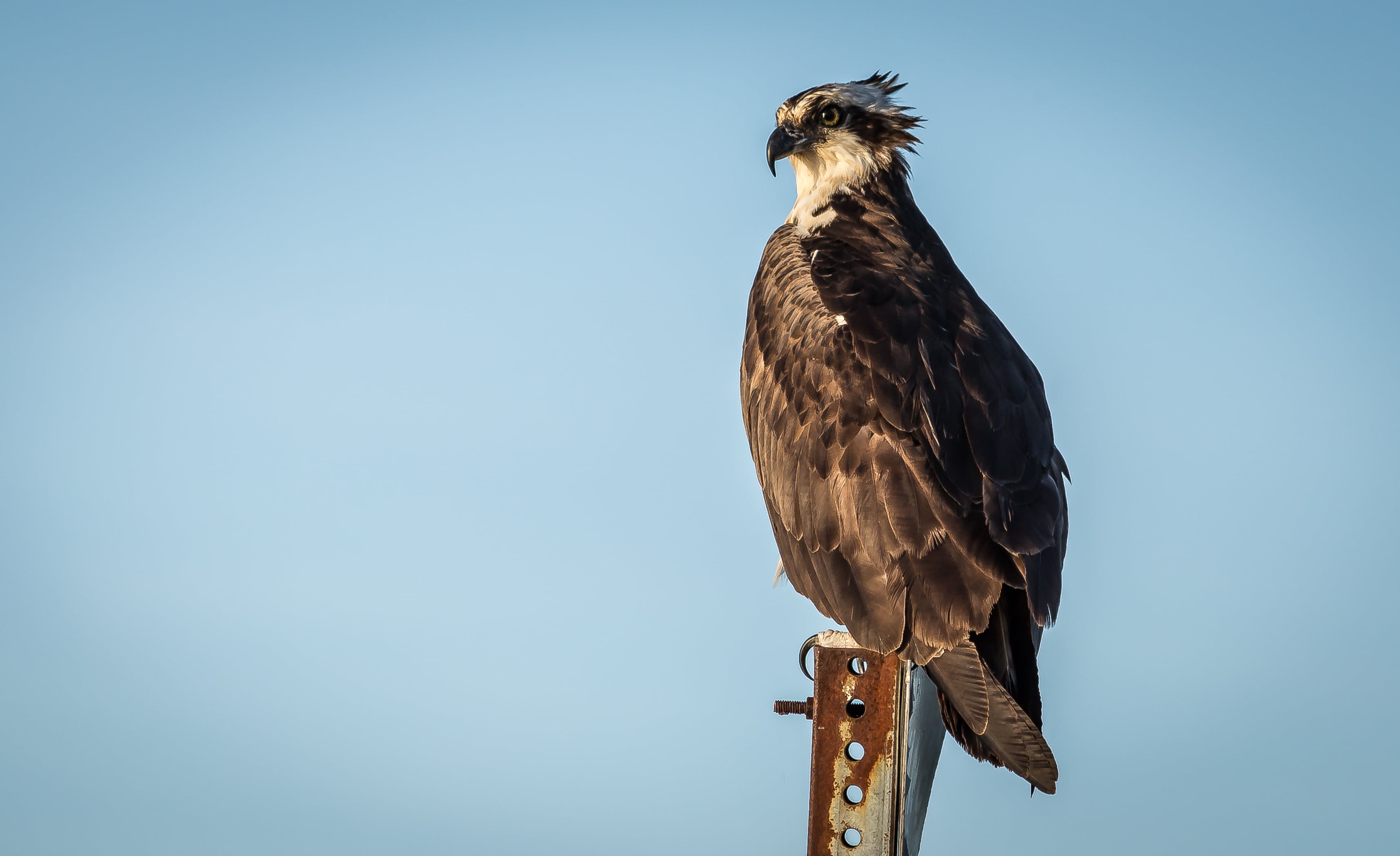 animal, bird of Prey, using, black and white, photo, black, view, eagle - Bird, carnivore, explore, Eagle eye, hunting, feather, Osprey, VA, 2K, Motivational, HD Wallpaper